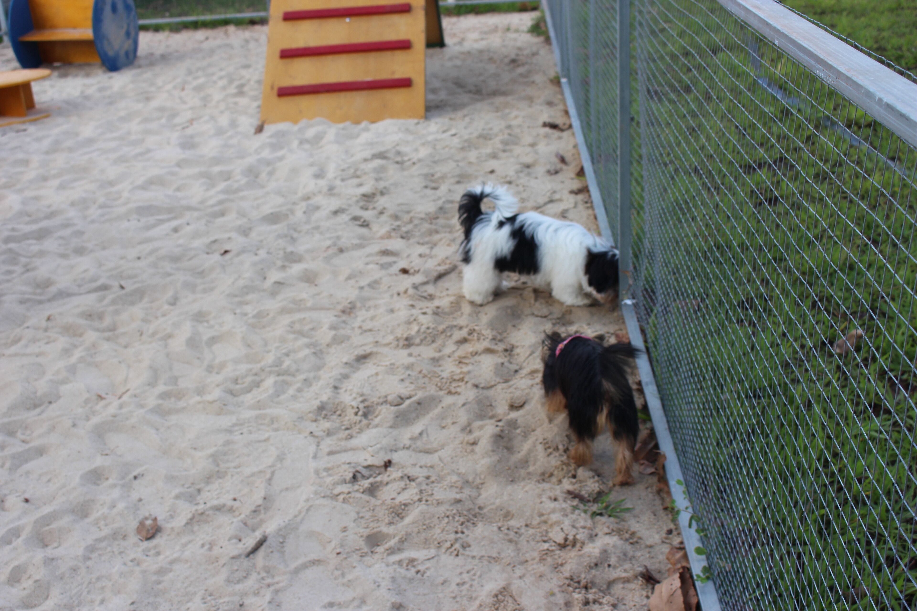 A sandy area with a small dog near a fence.
