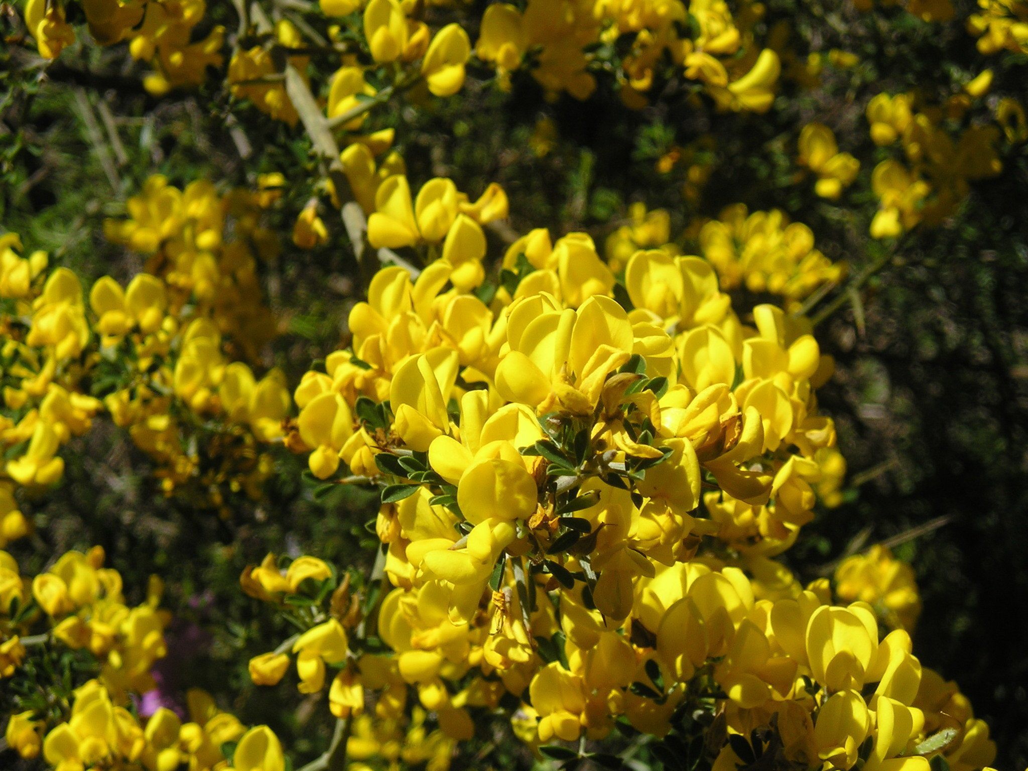 Foto - Hotel El Refugio de Juanar