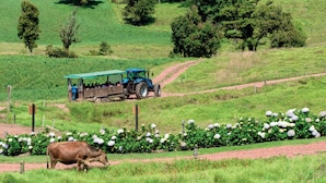 A rural landscape with a green field, a dirt path, and a blue tractor with passengers.