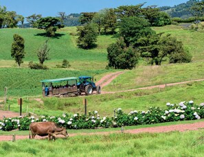 Un paysage rural avec un champ verdoyant, un chemin de terre et un tracteur bleu transportant des passagers.