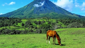 A horse grazing in a lush green field with a mountain in the background.