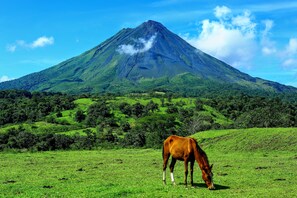 Un cheval broute dans un champ verdoyant, avec une montagne en arrière-plan.