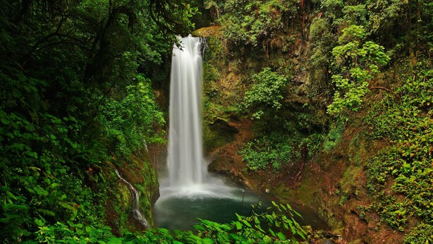 A waterfall surrounded by dense green foliage.