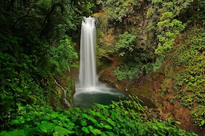 Ein Wasserfall, umgeben von dichtem Grün.