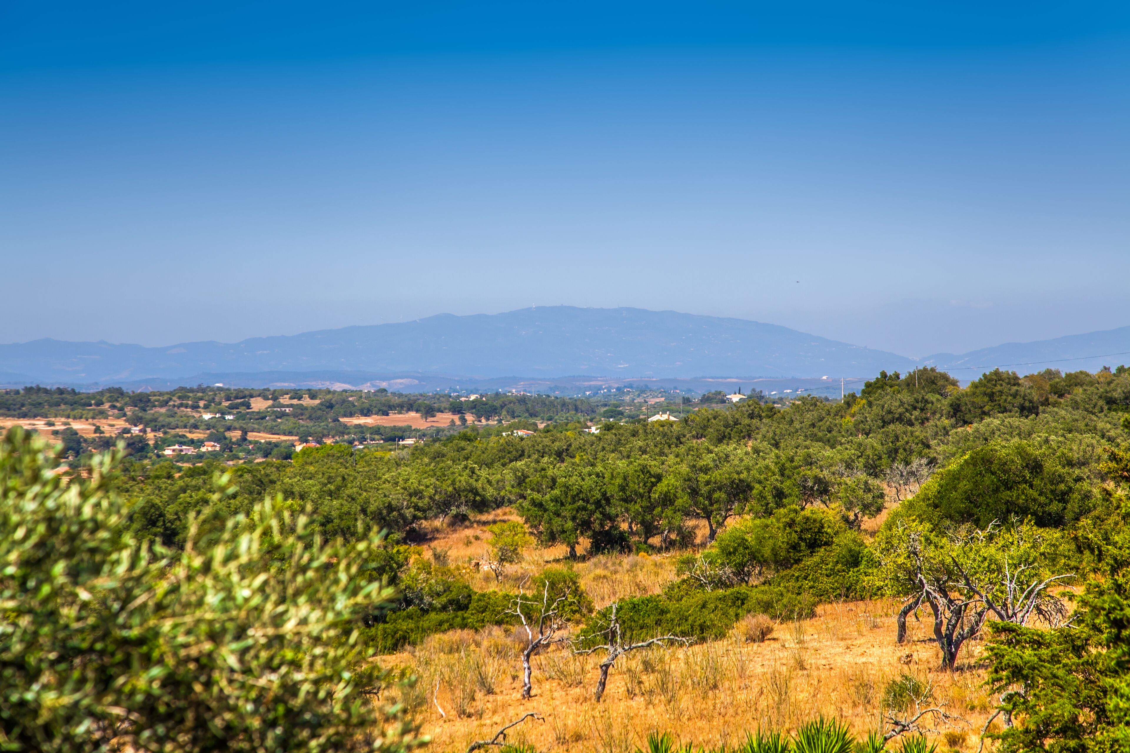 Foto - Montinho De Ouro