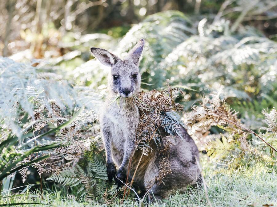 Een kangoeroe in een natuurlijke omgeving, omringd door dichte varens en begroeiing.