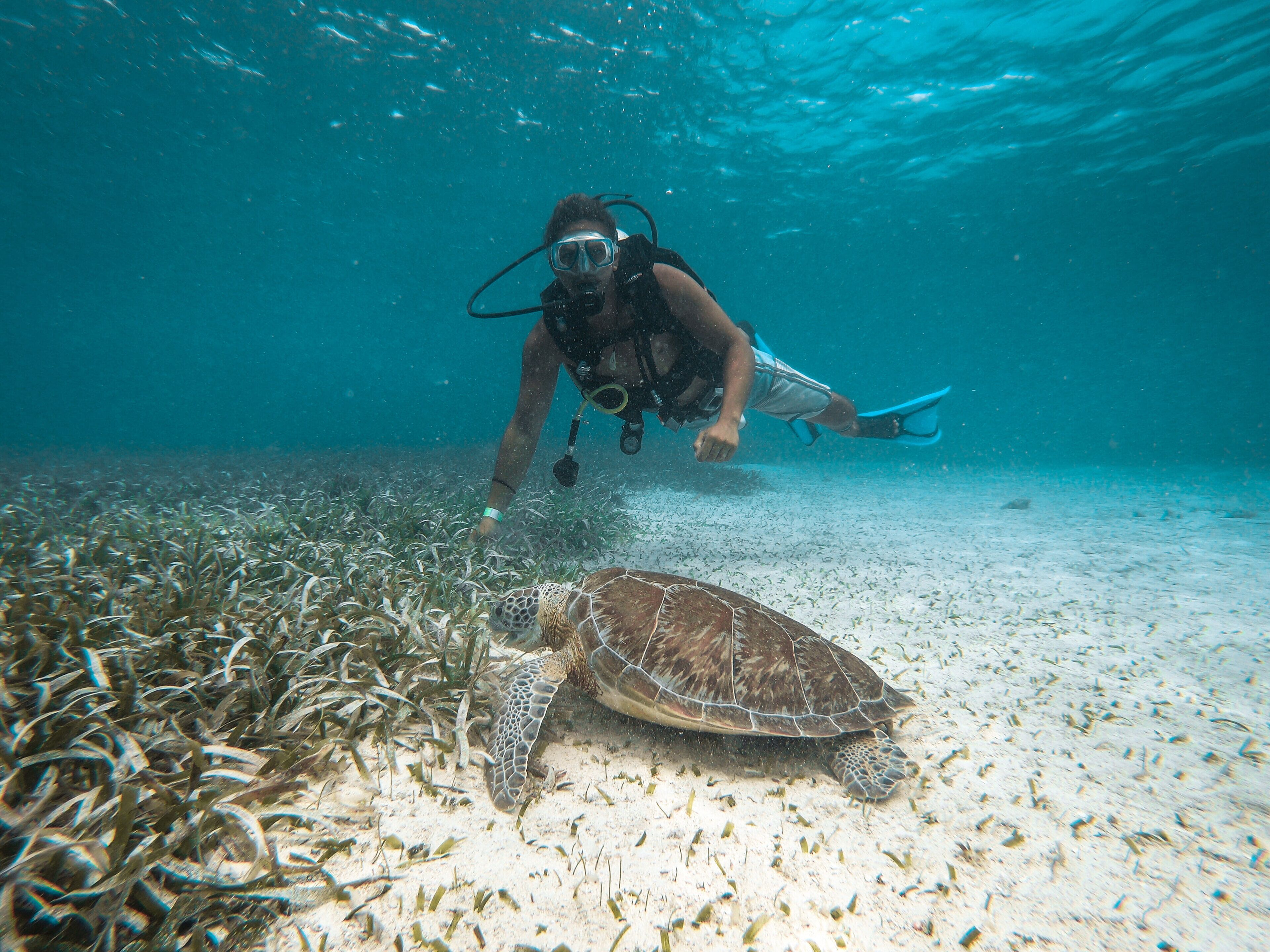 A diver underwater observing a sea turtle on the ocean floor.