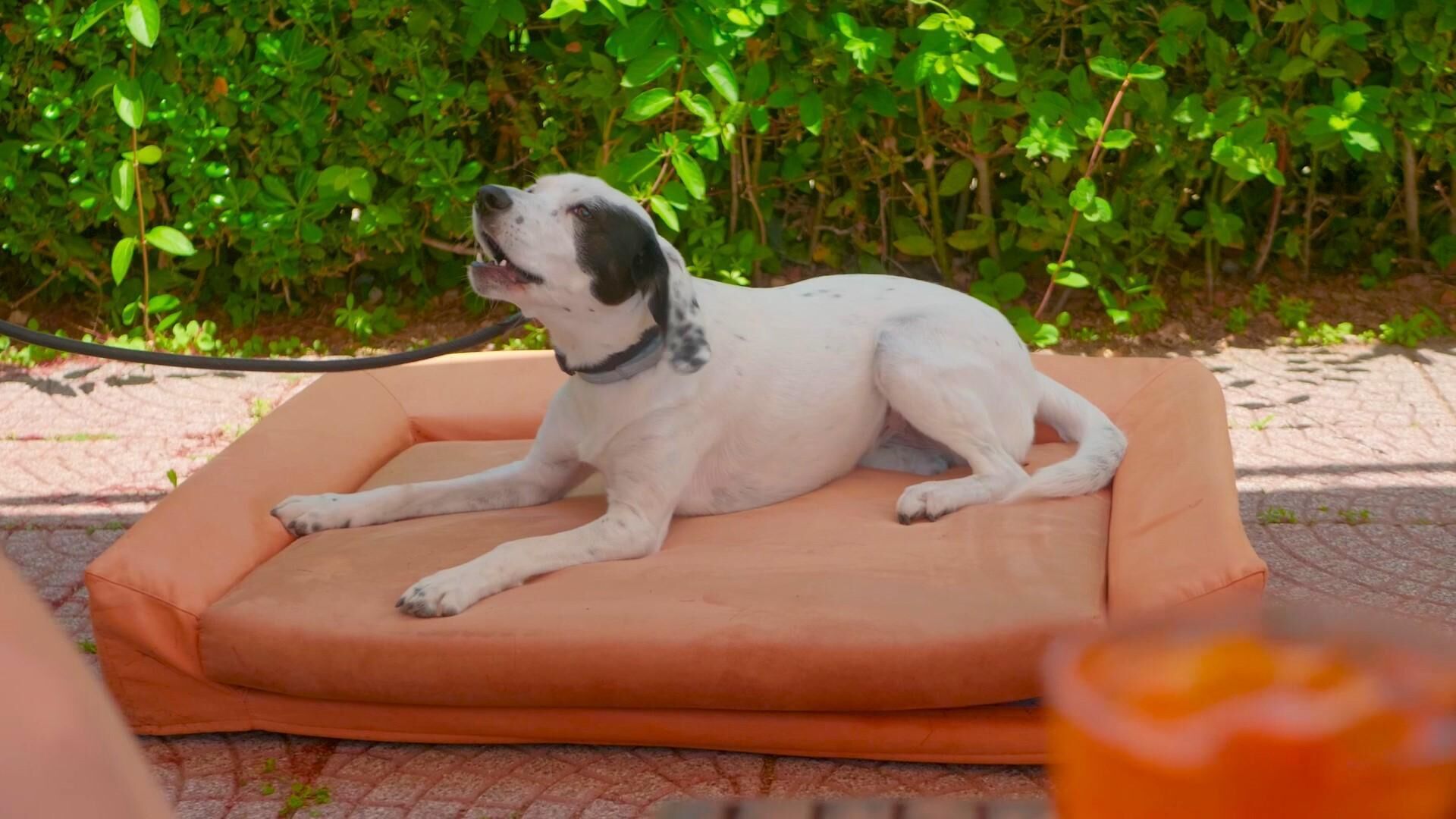 Un perro descansando sobre una superficie acolchada al aire libre, con un seto verde de fondo.