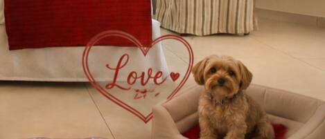 Classic Double or Twin Room (PET Friendly)