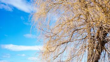 A tree with a thick trunk and sparse branches, situated by a frozen body of water under a clear blue sky.