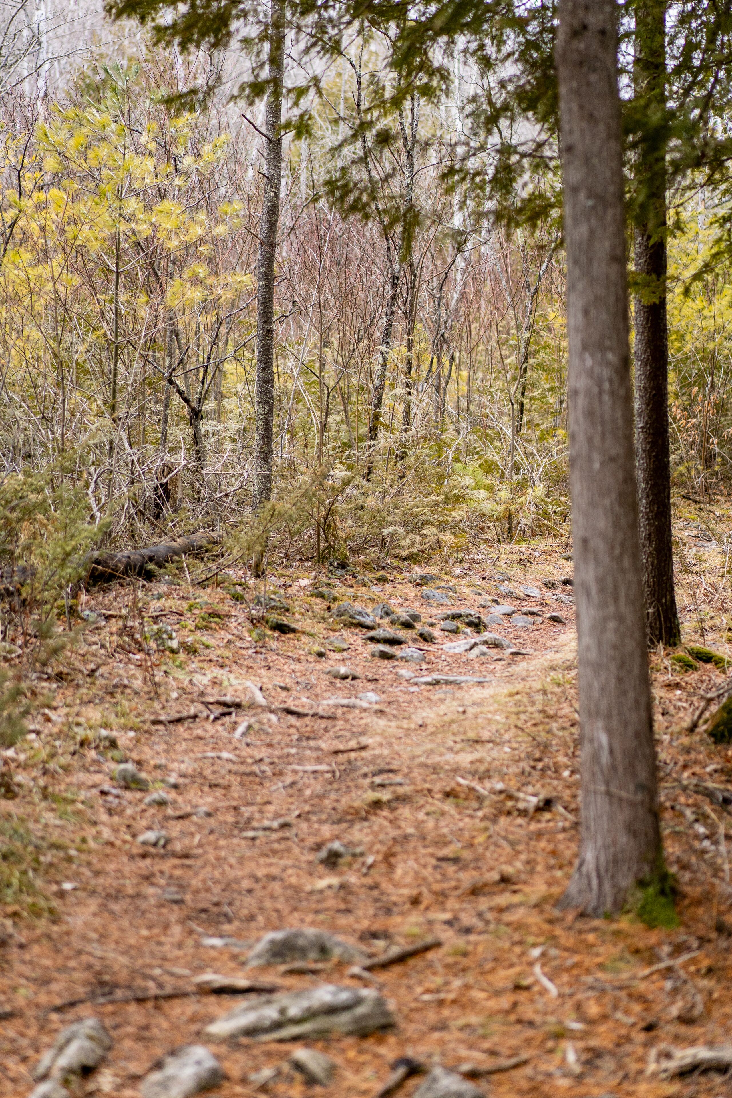 A forest path with trees and underbrush.