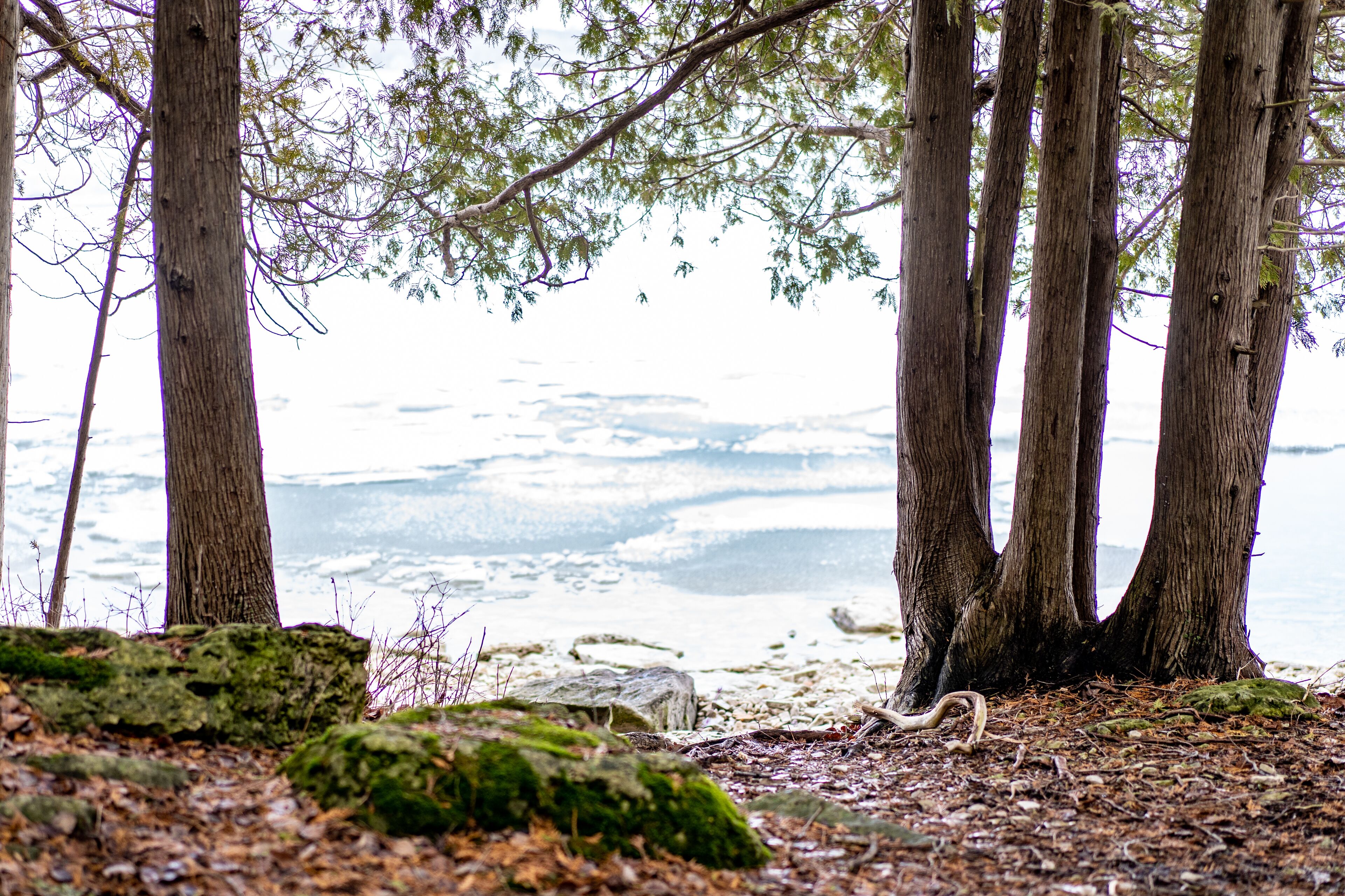 A forested area with trees and a view of a body of water.