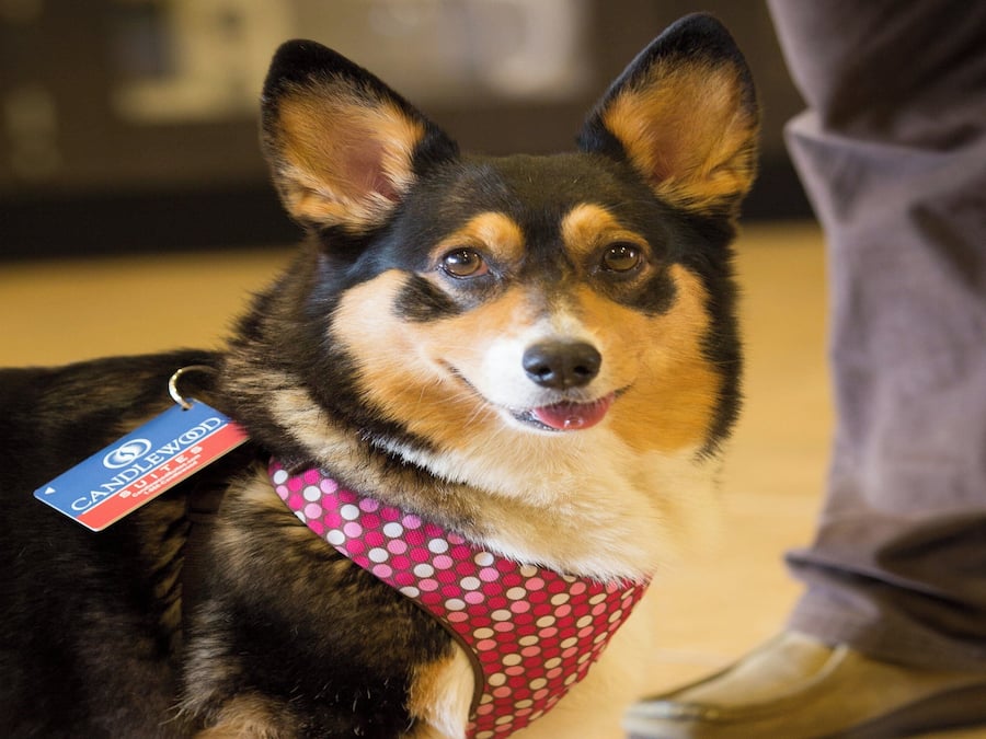 A dog with a tag and a polka-dotted collar.