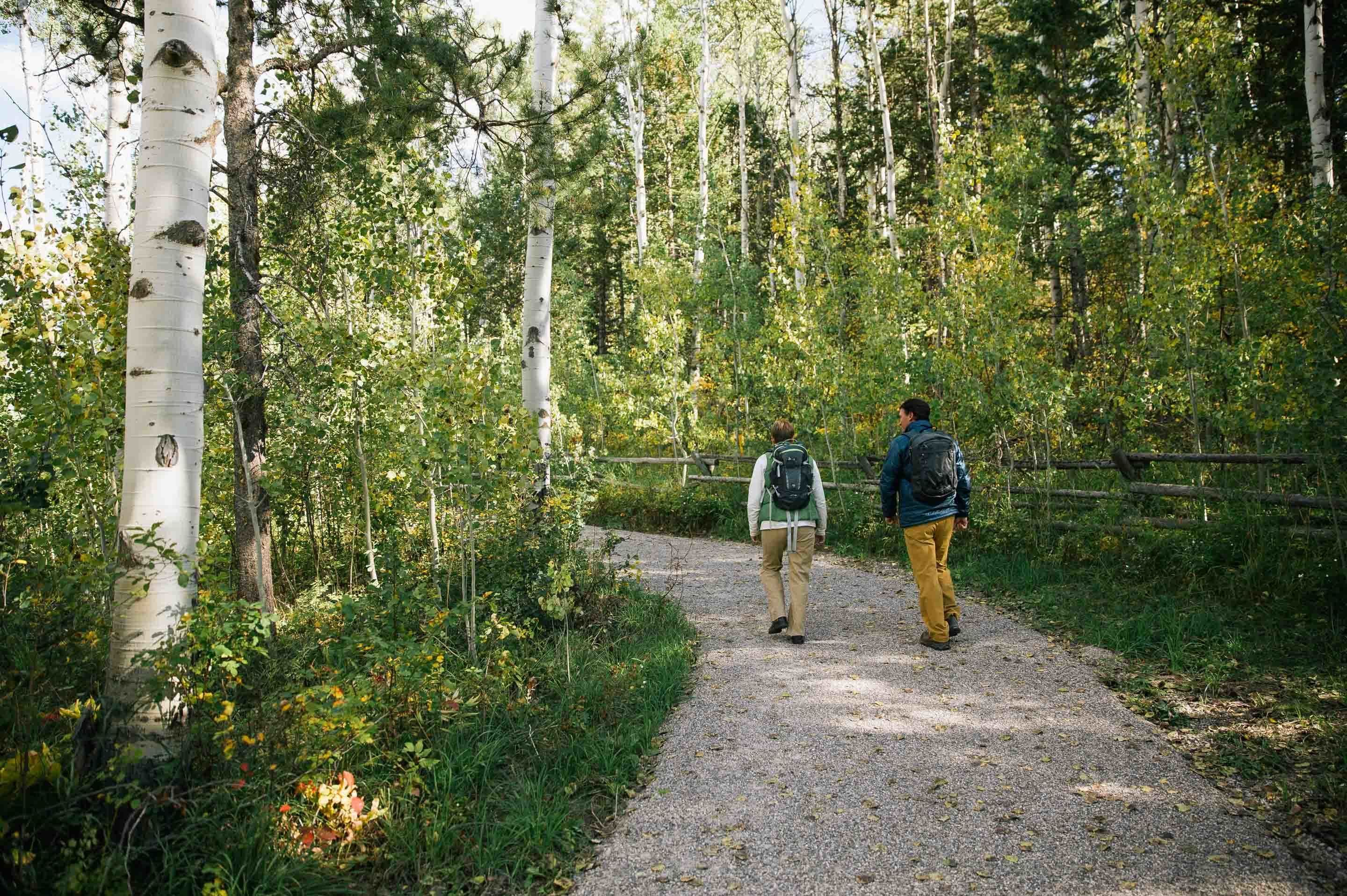 A gravel path in a forested area with birch trees and a wooden fence.