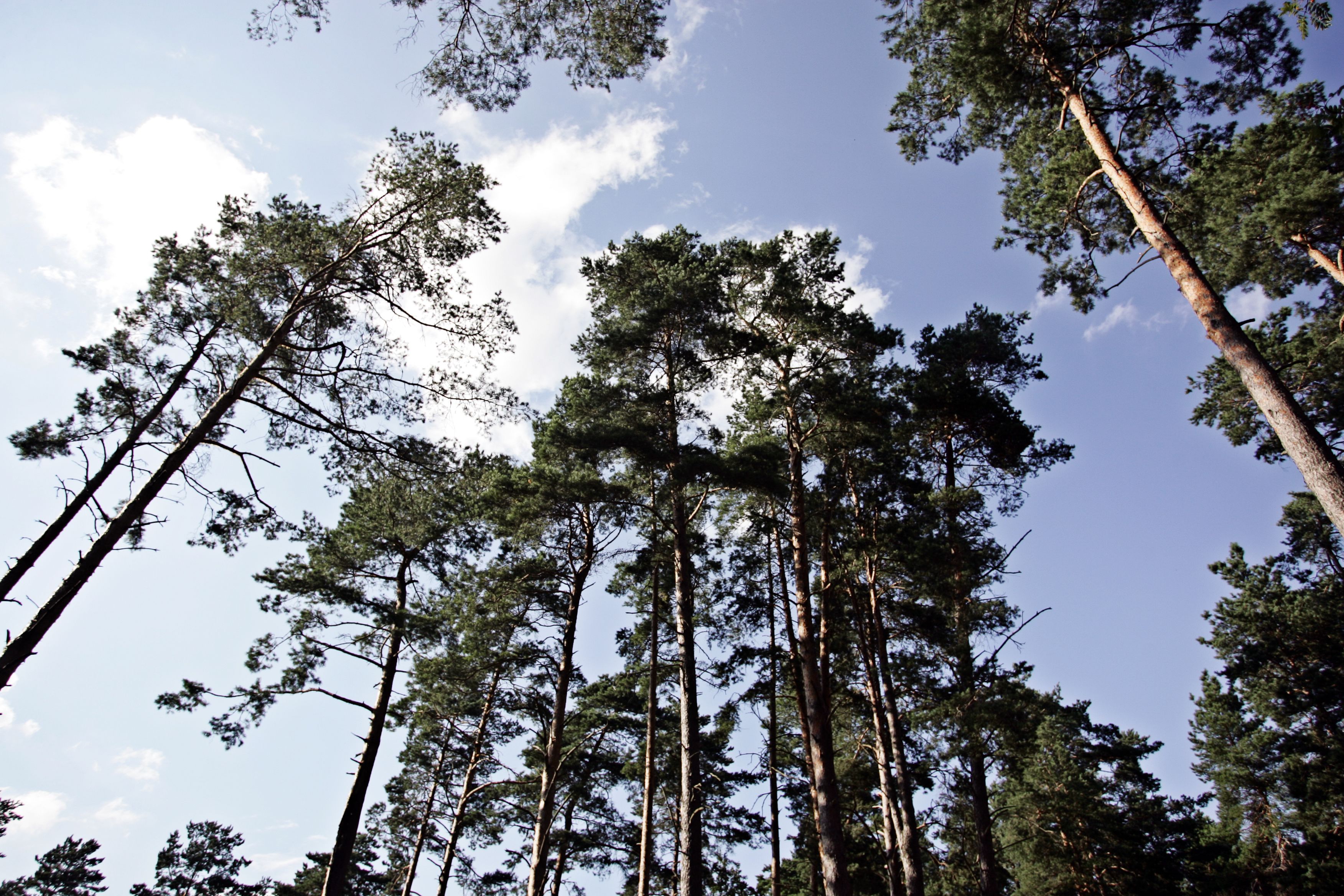 triple room, 3 single beds | garden view