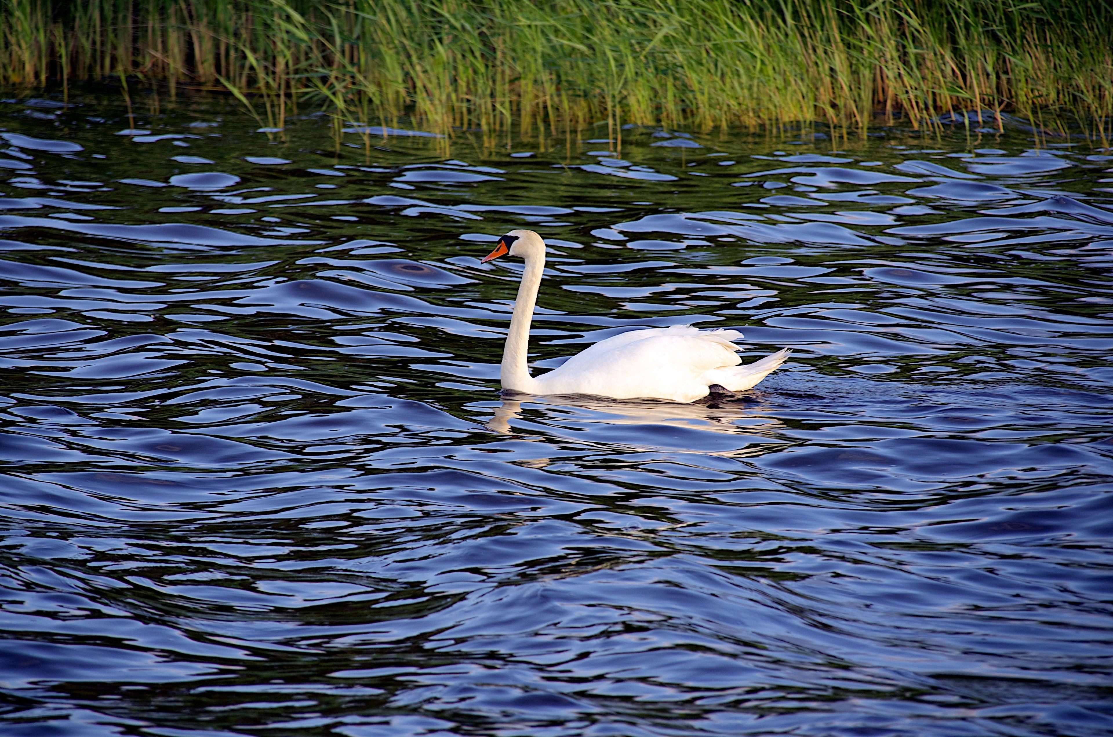 A swan swimming in calm water with tall grass in the background.