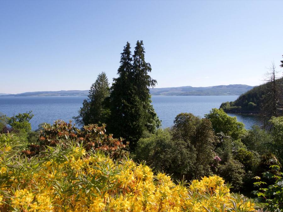 A coastal landscape with a clear view of the sea, surrounded by dense greenery and yellow flowers.