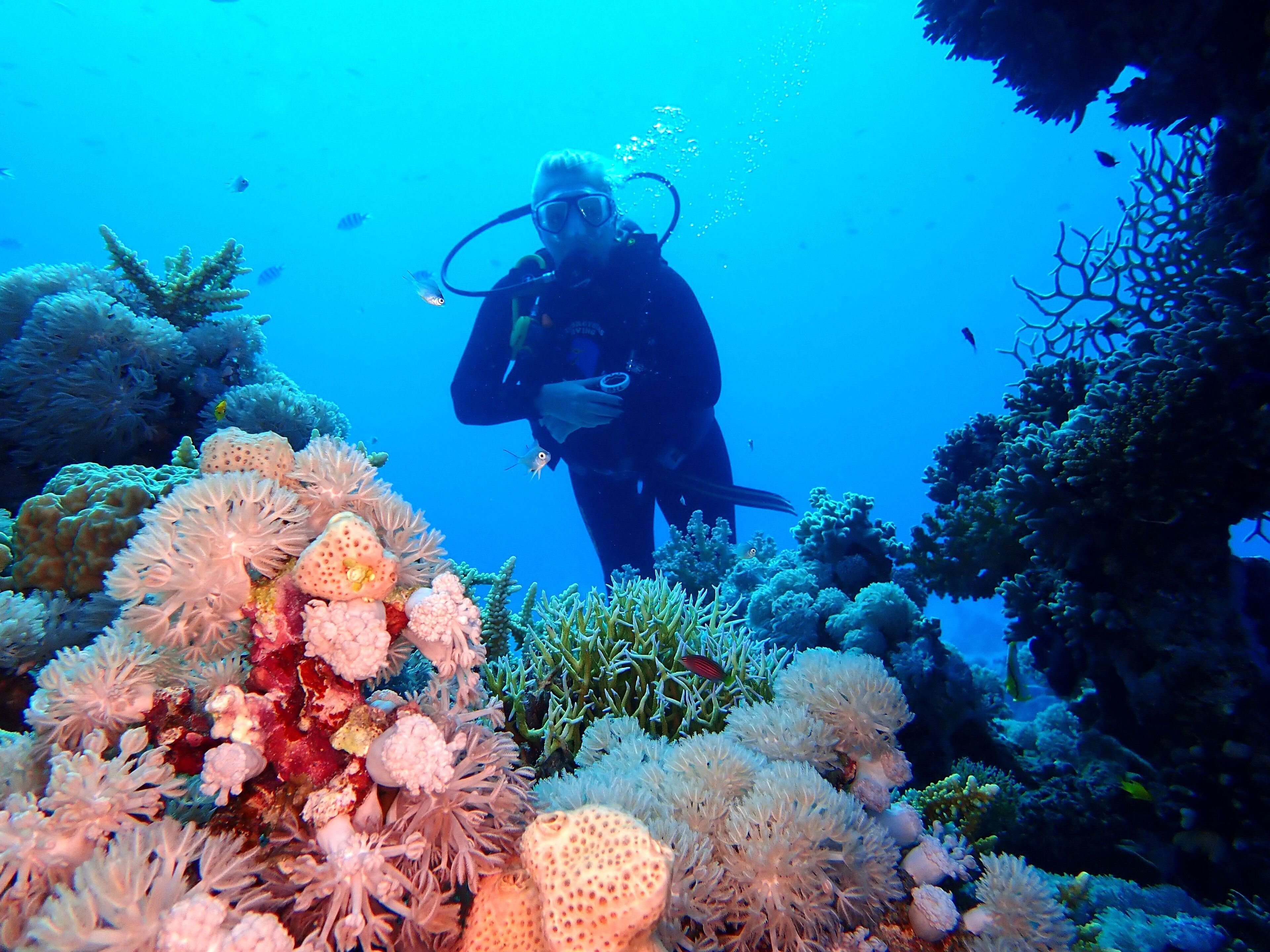 Un buceador rodeado de arrecifes de coral vibrantes.