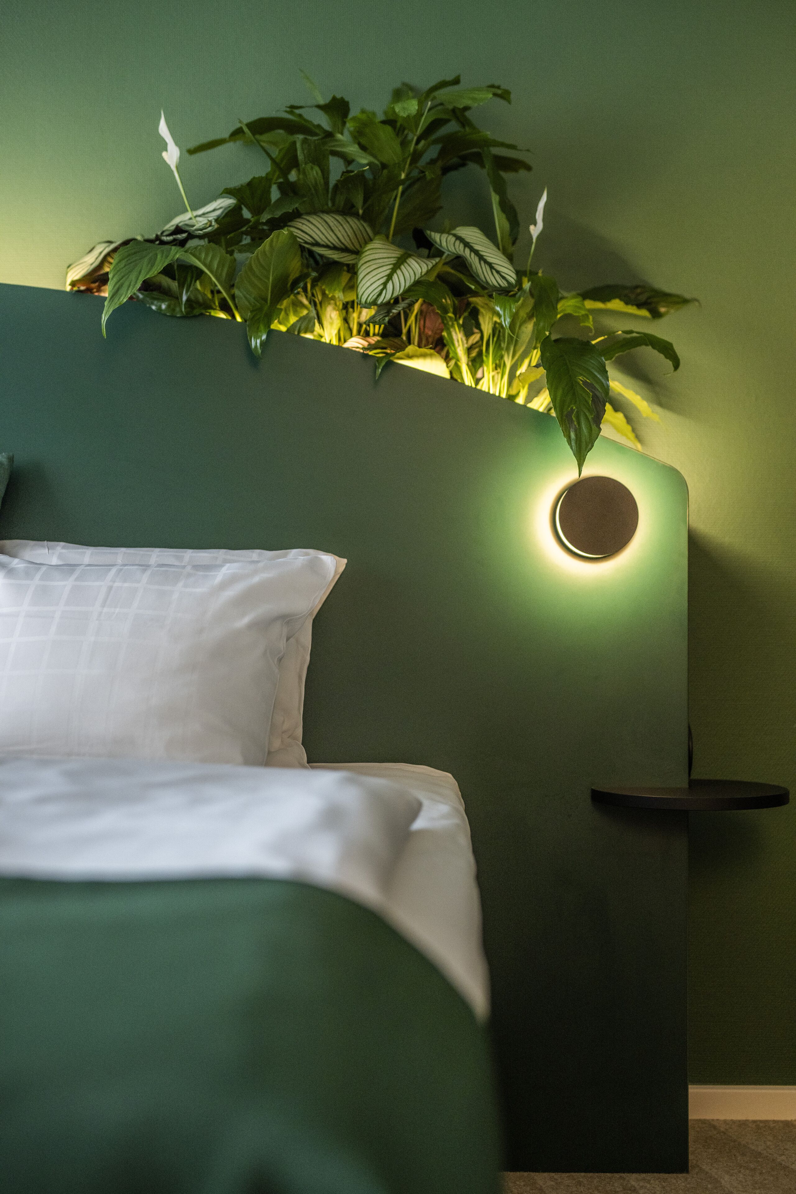 A bed with white bedding, a green wall, and a plant with green leaves.