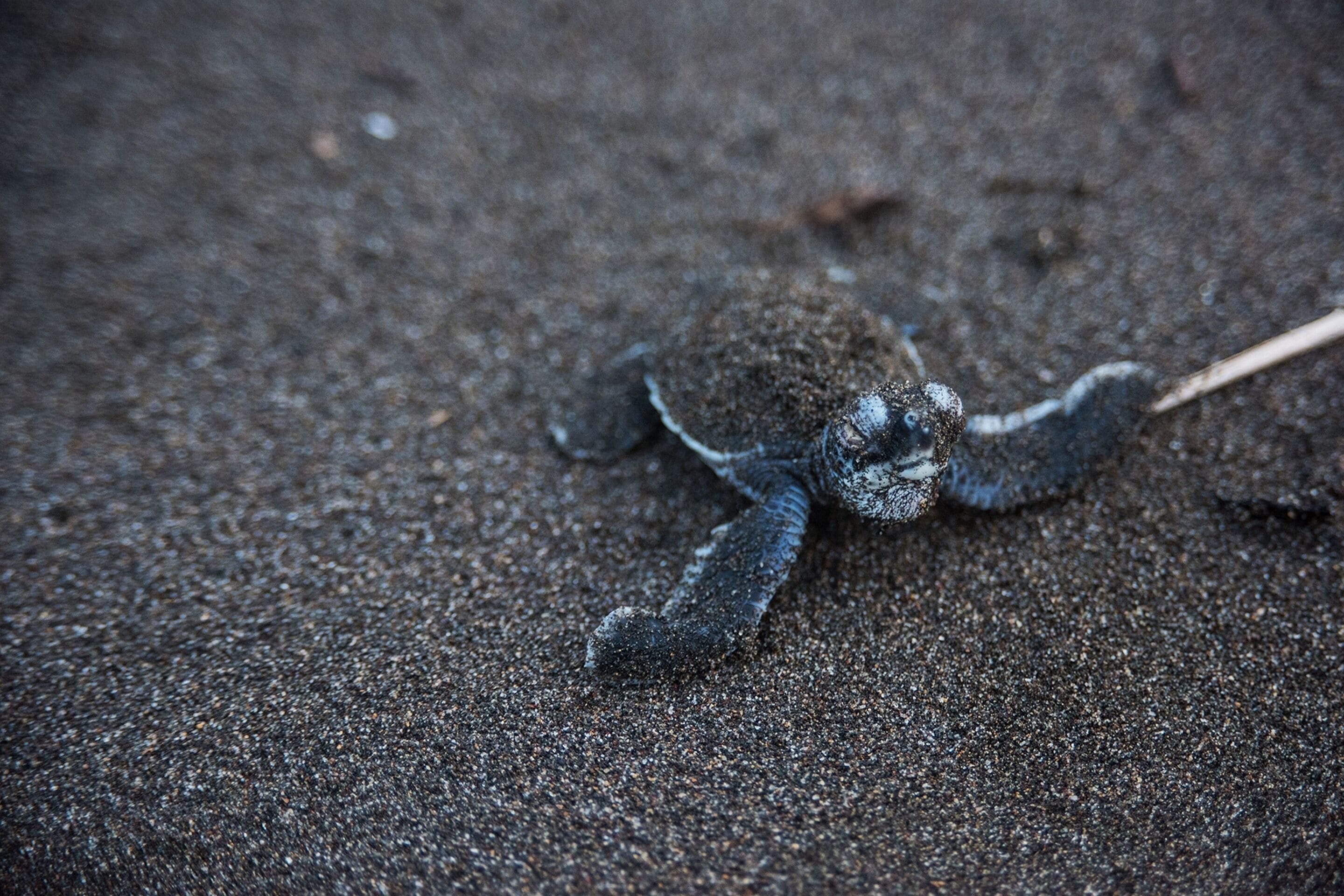 Un lézard sur une surface sablonneuse.