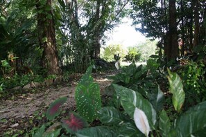 Une zone boisée avec un sentier de terre, une végétation dense et des arbres.