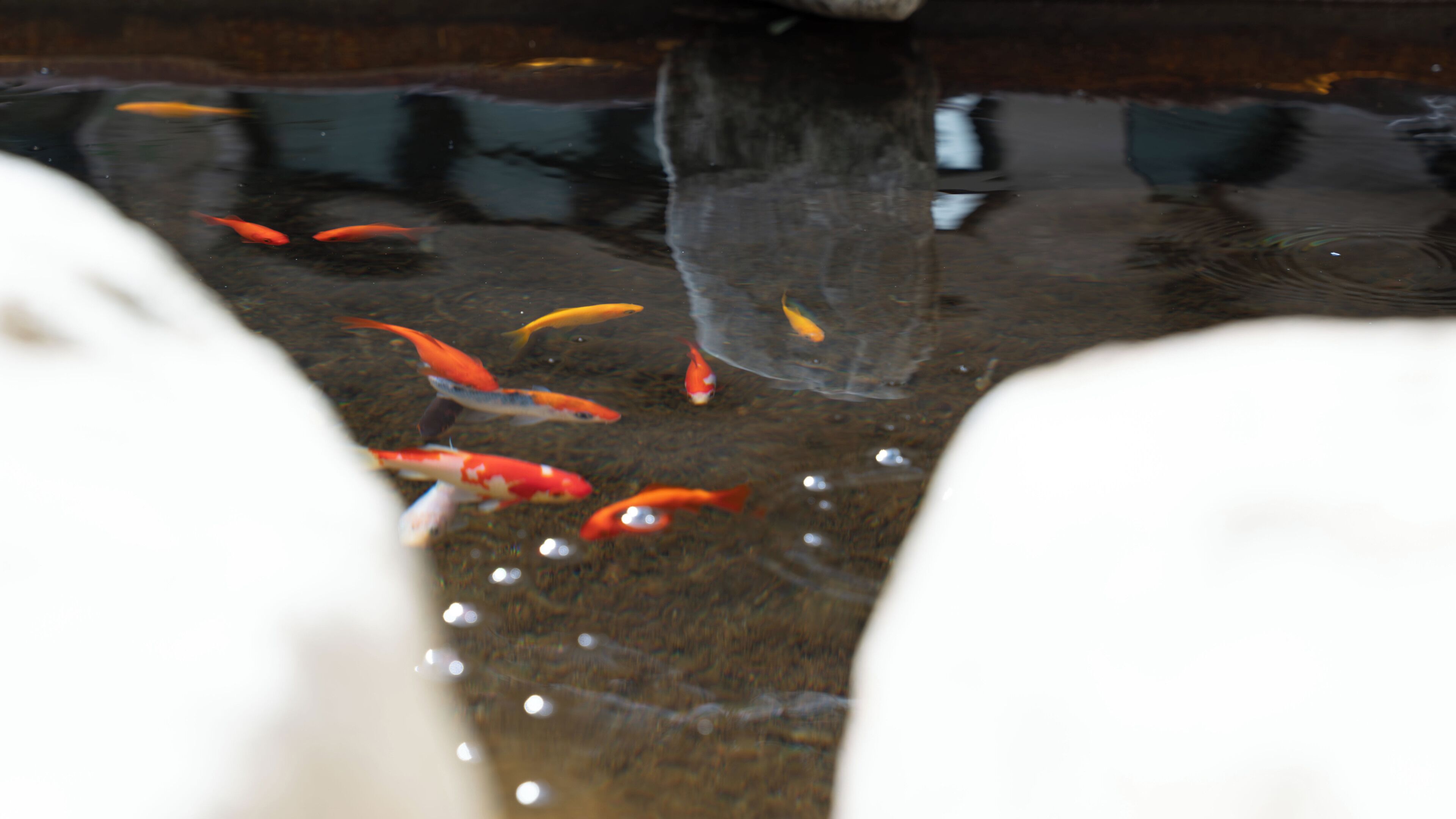 花園
