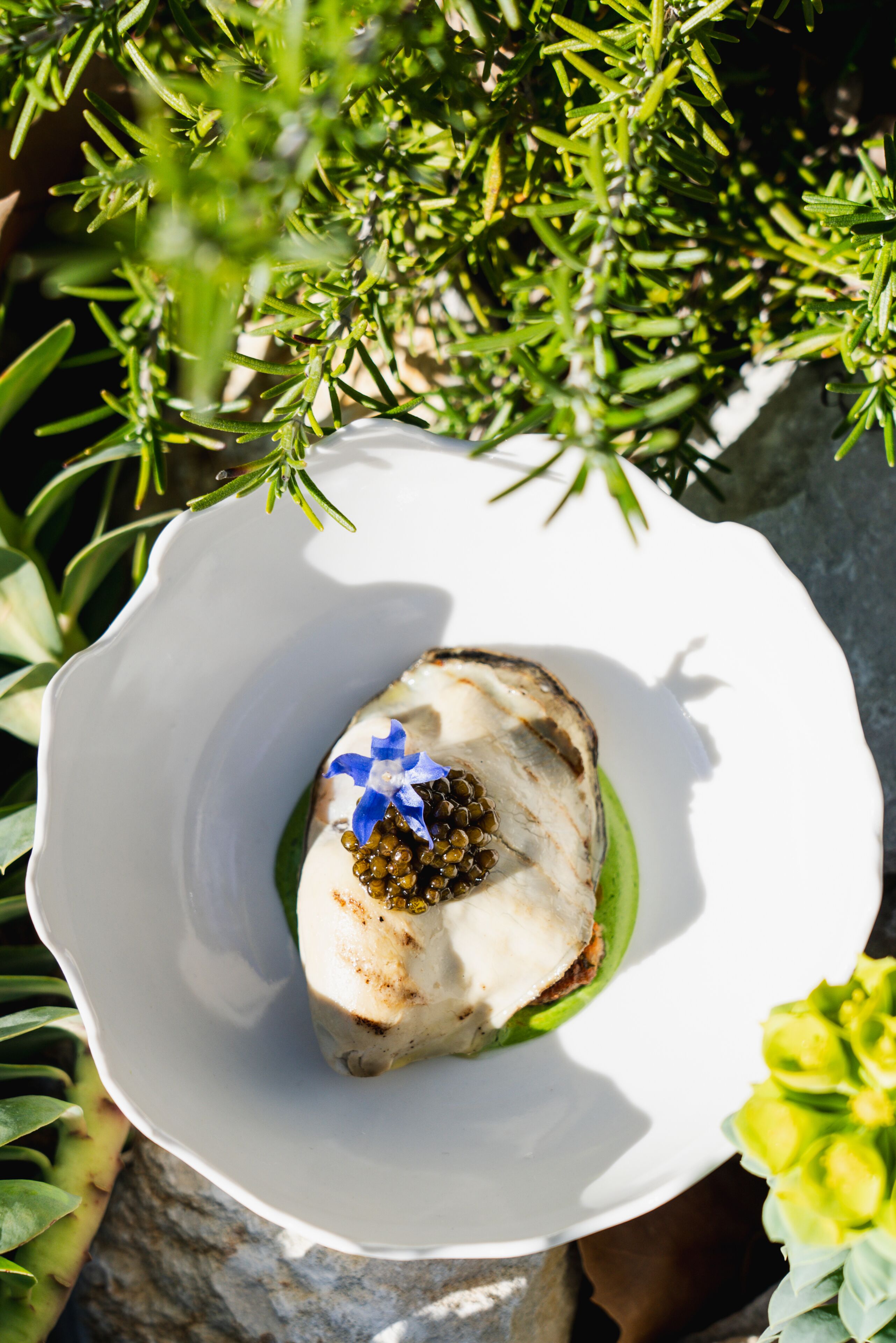A white plate with a piece of food, possibly fish, garnished with caviar and a blue flower, set against a backdrop of green foliage.