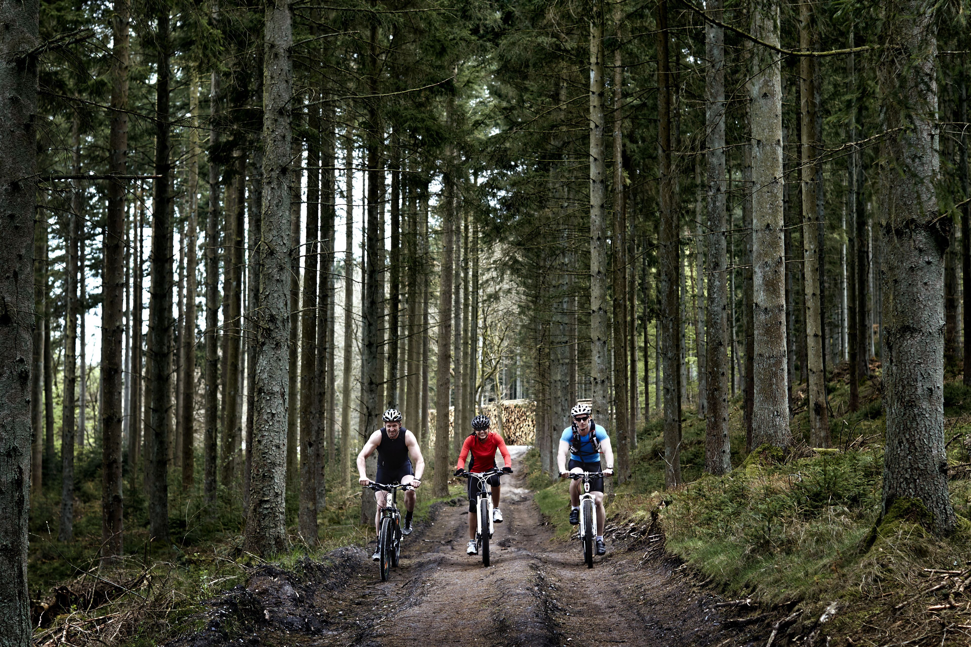 Three cyclists on a forest trail.