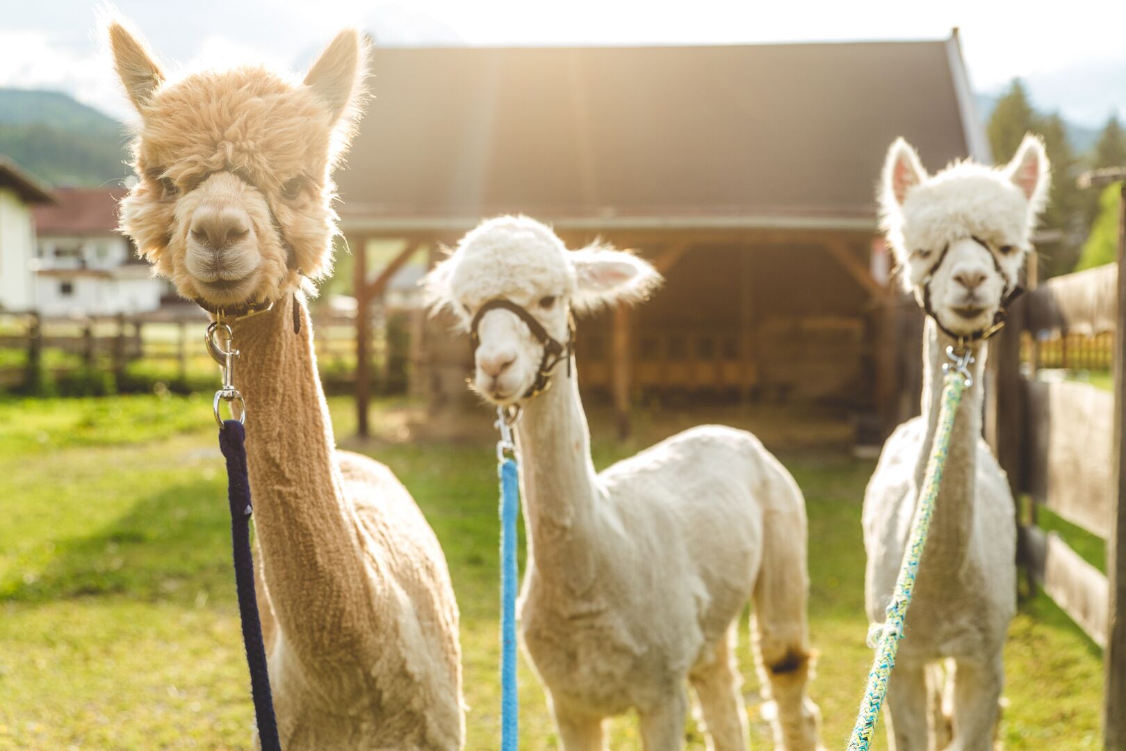 children’s activities