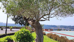 Un árbol de tronco retorcido y follaje verde exuberante, rodeado de un jardín cuidado con diversas plantas y flores.