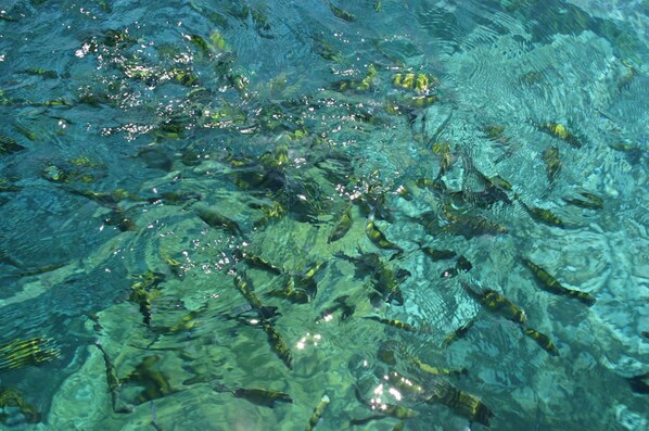 A clear view of a swimming pool with multiple lanes and a central lane for diving. - Tropicana Lanta Resort (Ko Lanta)