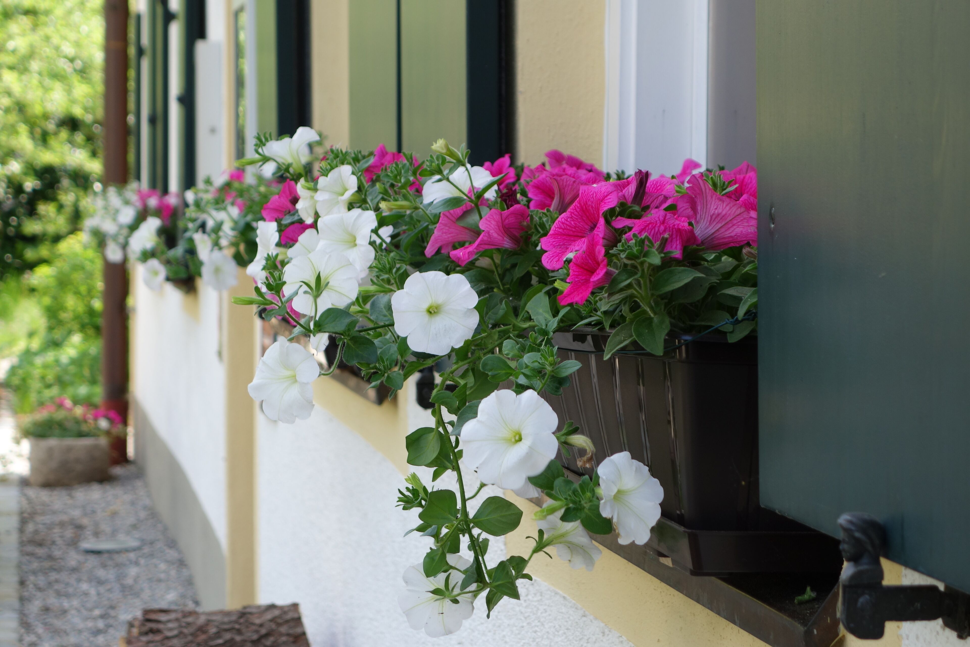 Une rangée de jardinières ornées de fleurs blanches et roses, fixée au mur extérieur d’un bâtiment.