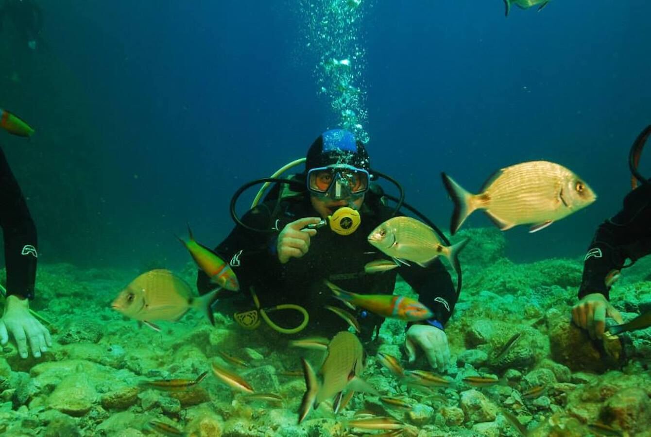 A diver surrounded by various fish in an underwater environment.