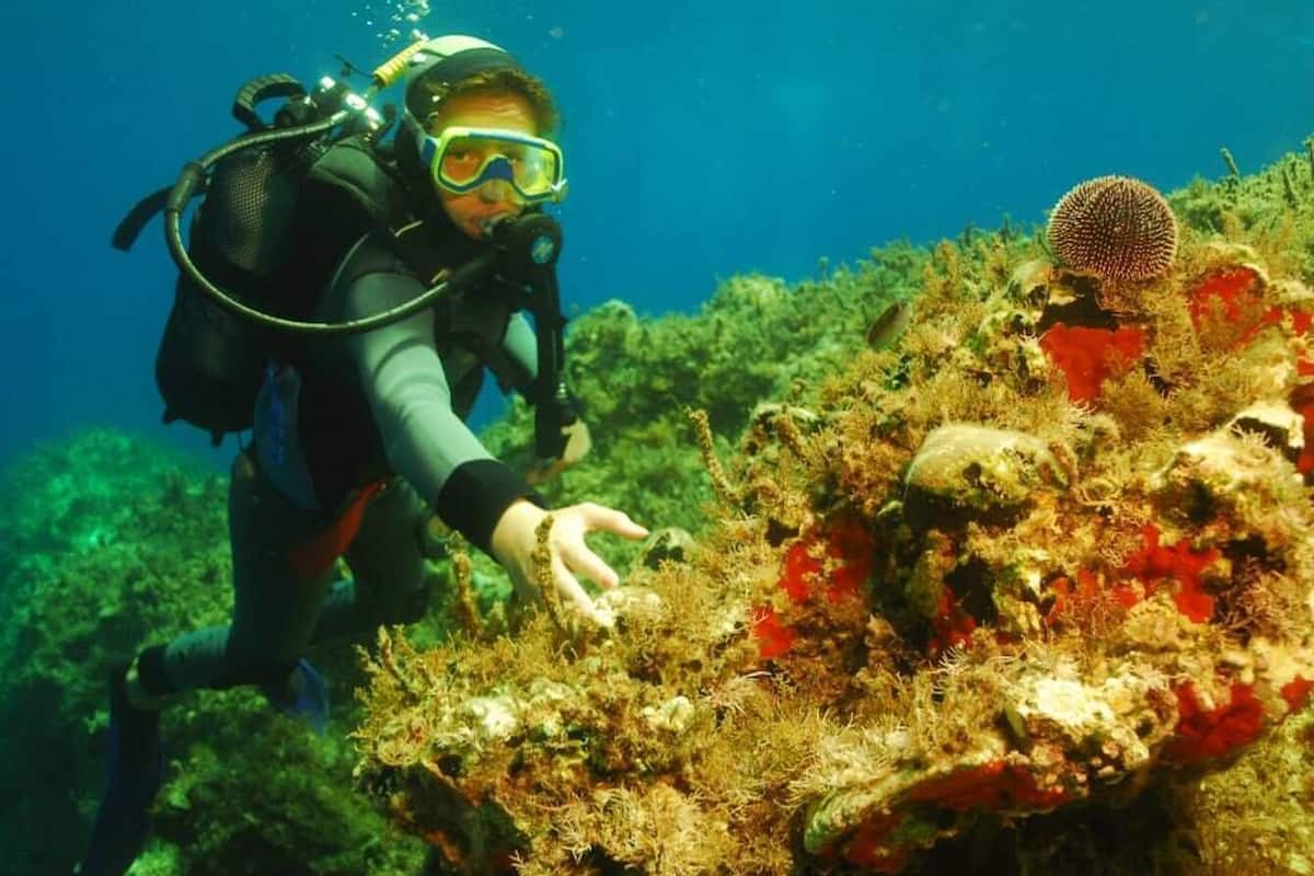 Un plongeur explore un récif corallien abritant une variété de créatures marines et de formations coralliennes aux couleurs vives.