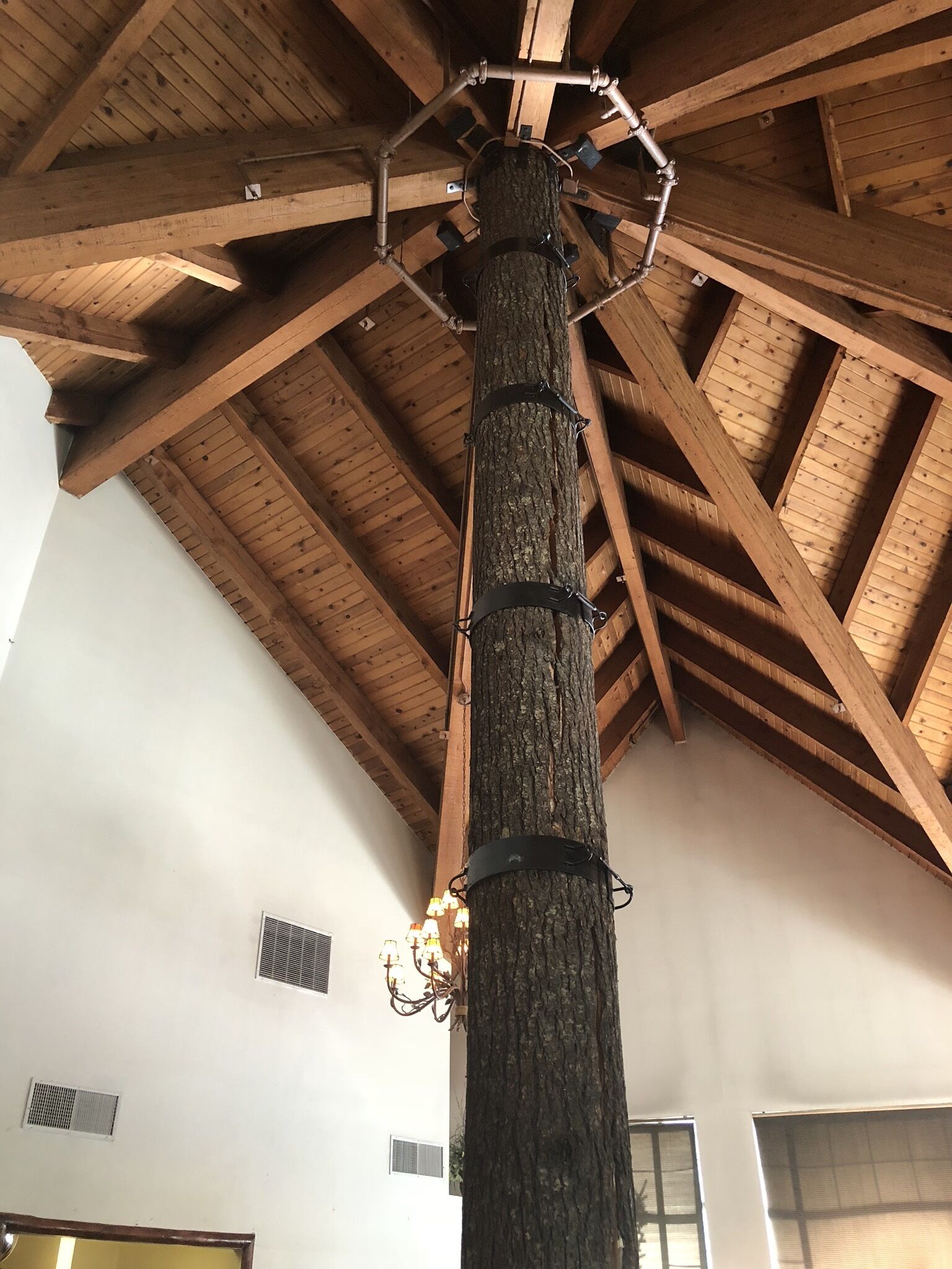 A wooden ceiling with a central tree trunk, metal fixtures, and a chandelier.