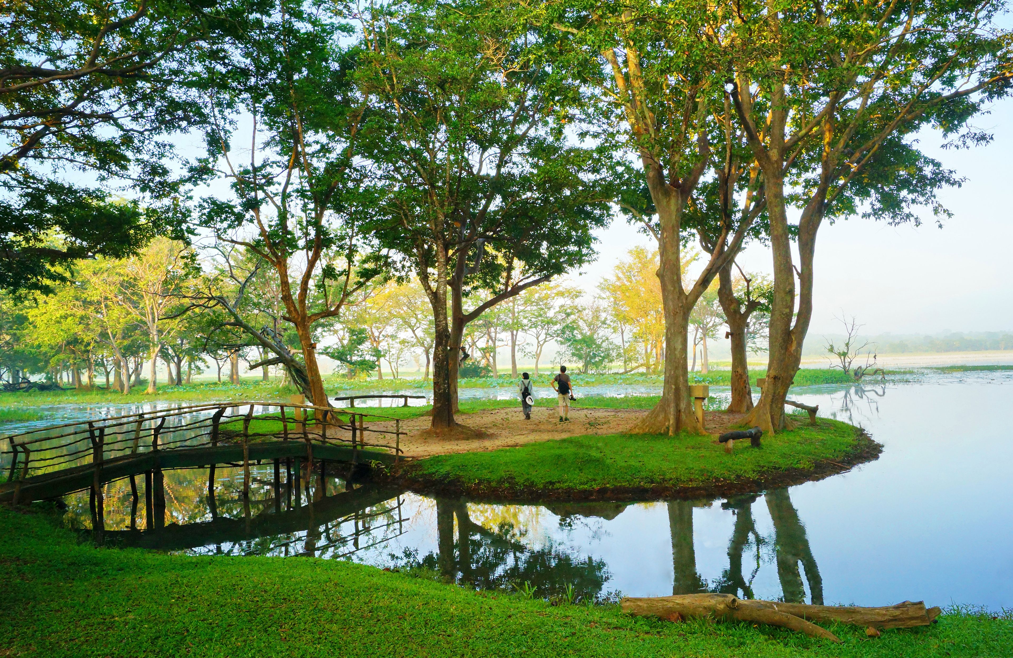 A serene park with a wooden bridge over a calm pond, surrounded by lush trees and grassy areas.