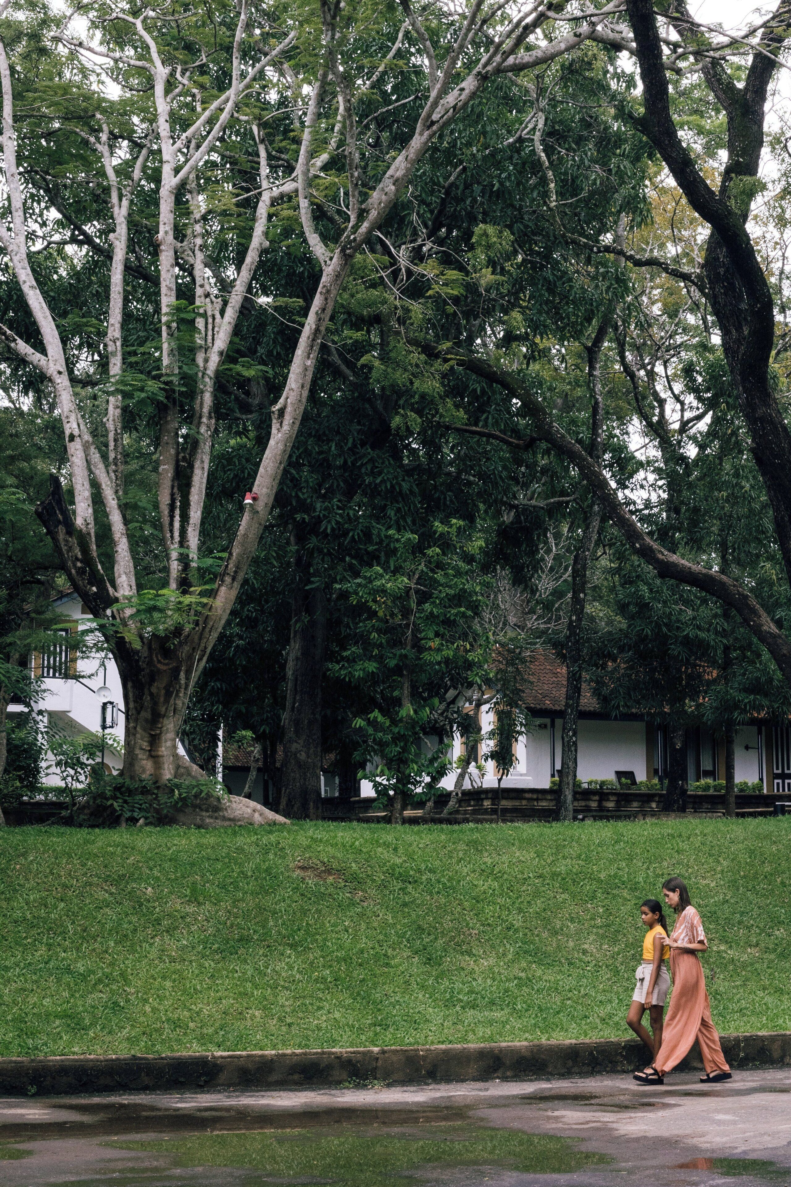 A pathway with a grassy area and trees.