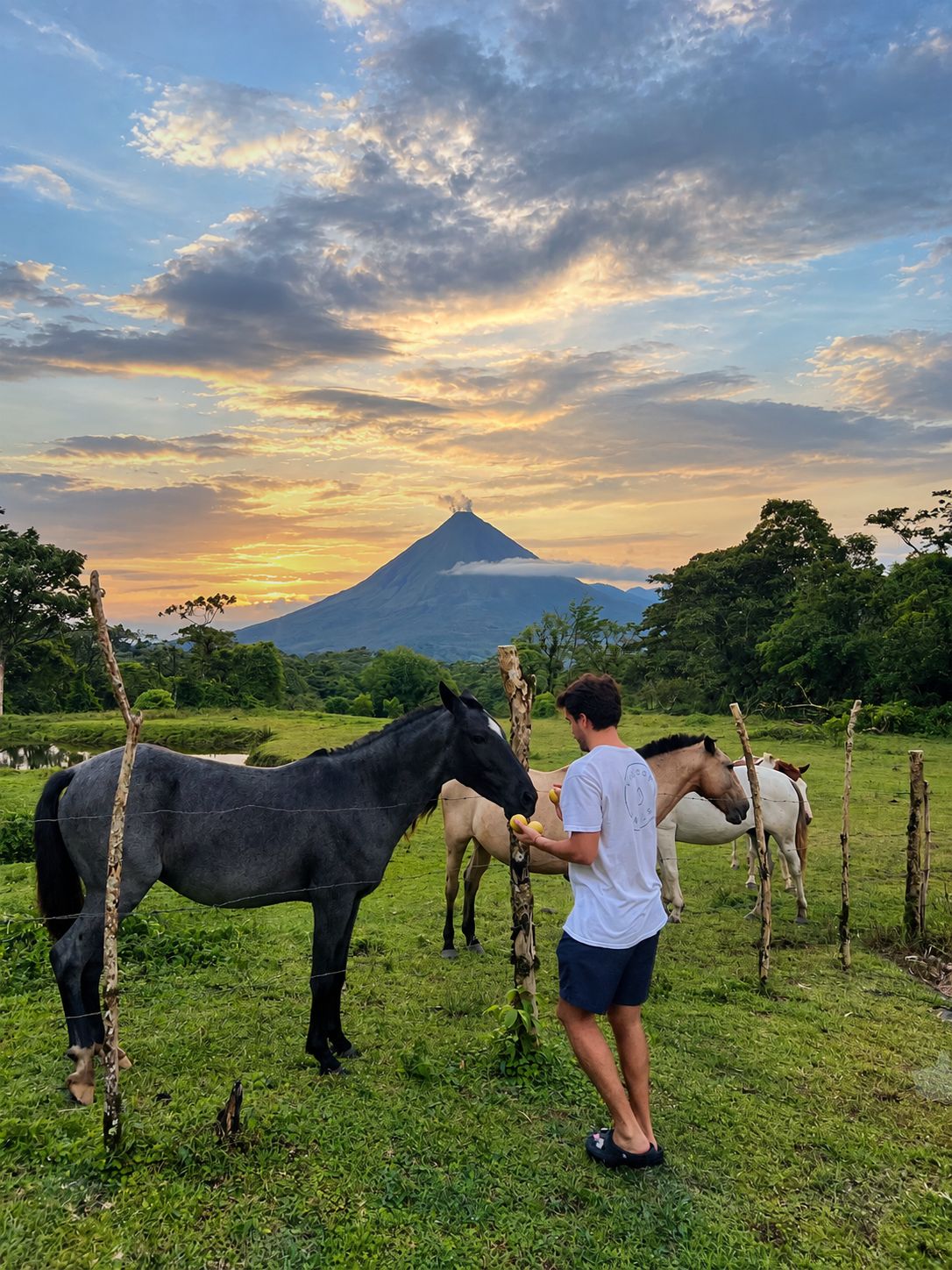 A person with two horses in a grassy field with a volcano in the background.