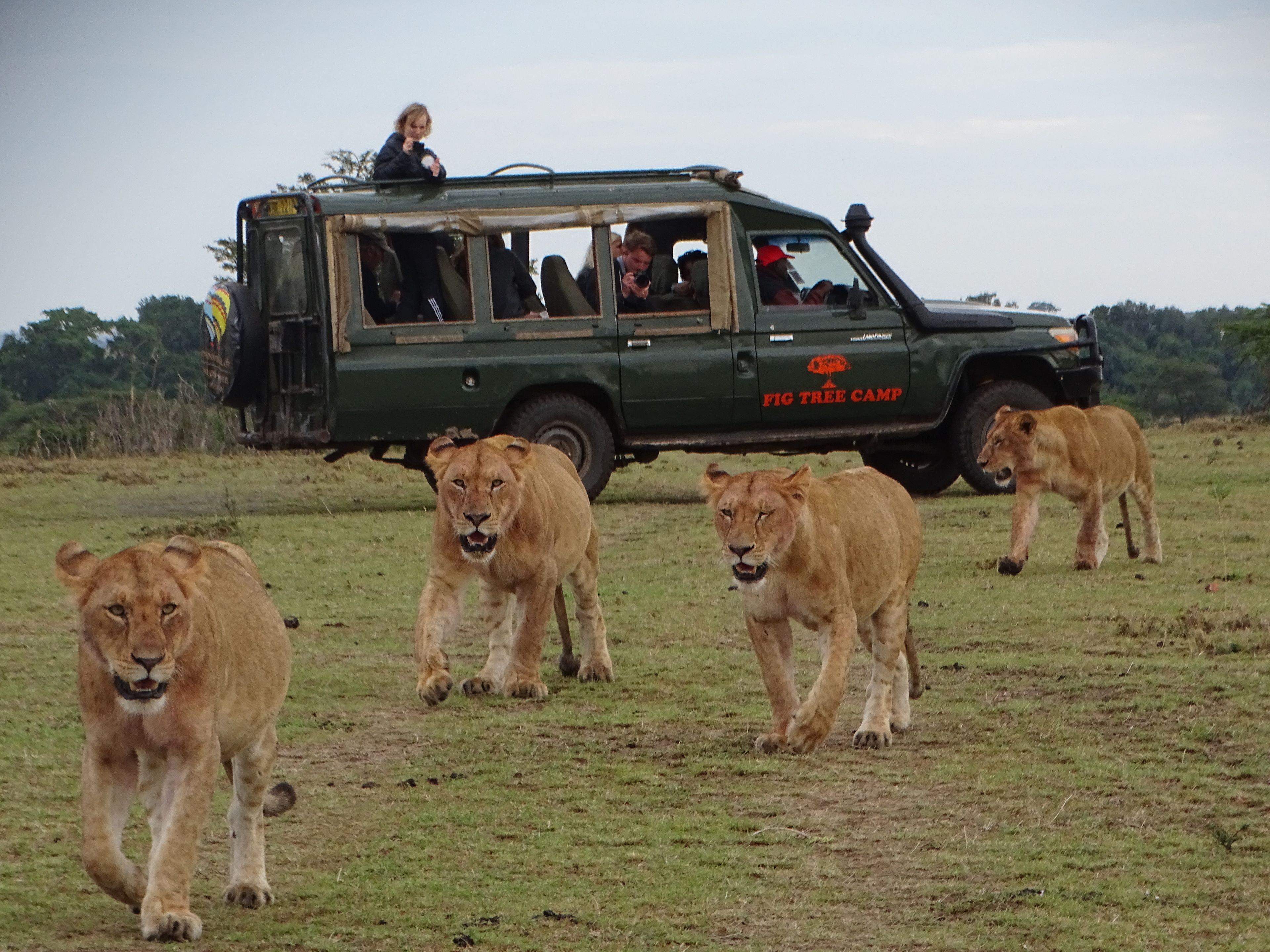 A safari vehicle with the text "FIC TREE CAMP" on the side, surrounded by lions.