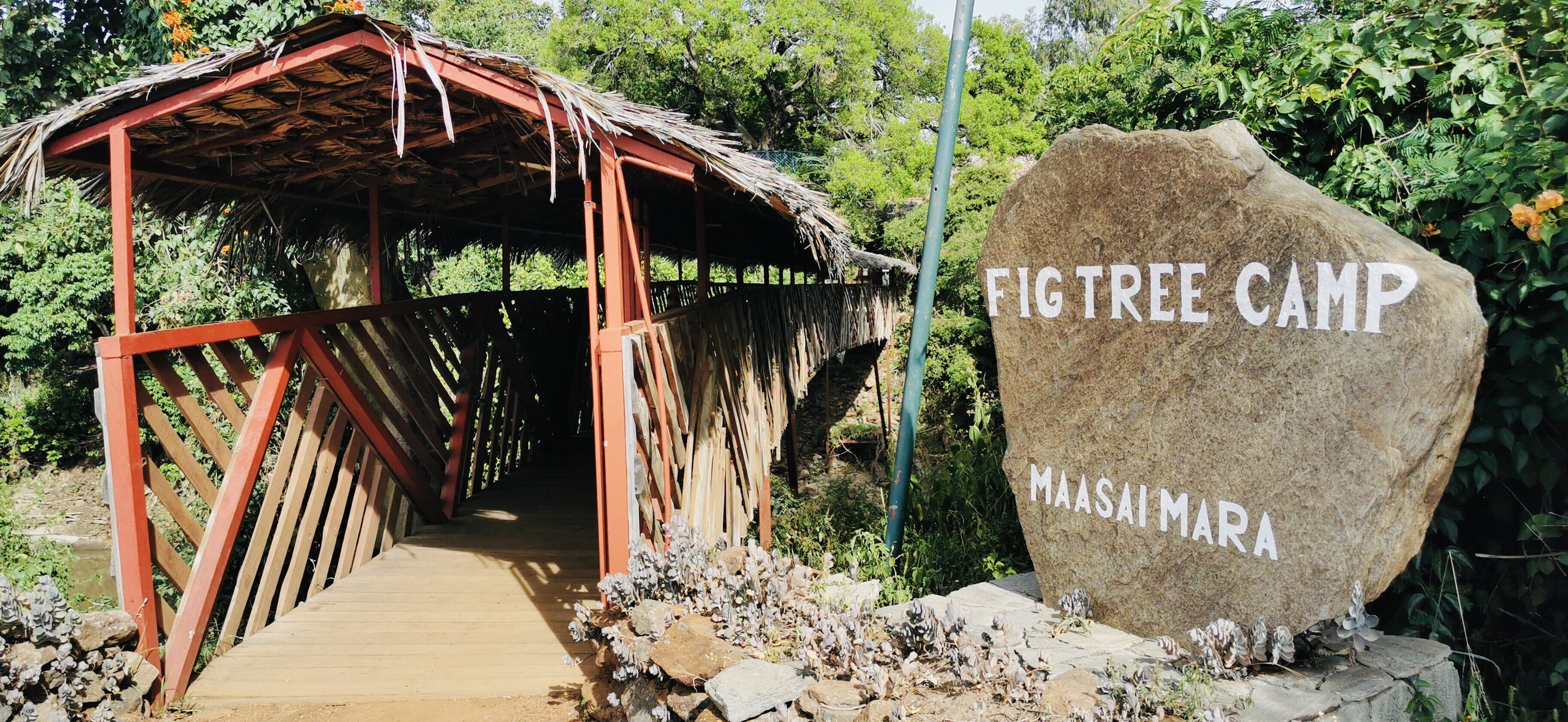 A wooden bridge leading to a thatched-roof structure labeled 'Fig Tree Camp' with a large rock sign.