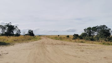 A dirt road in a rural area with sparse vegetation and trees on either side.