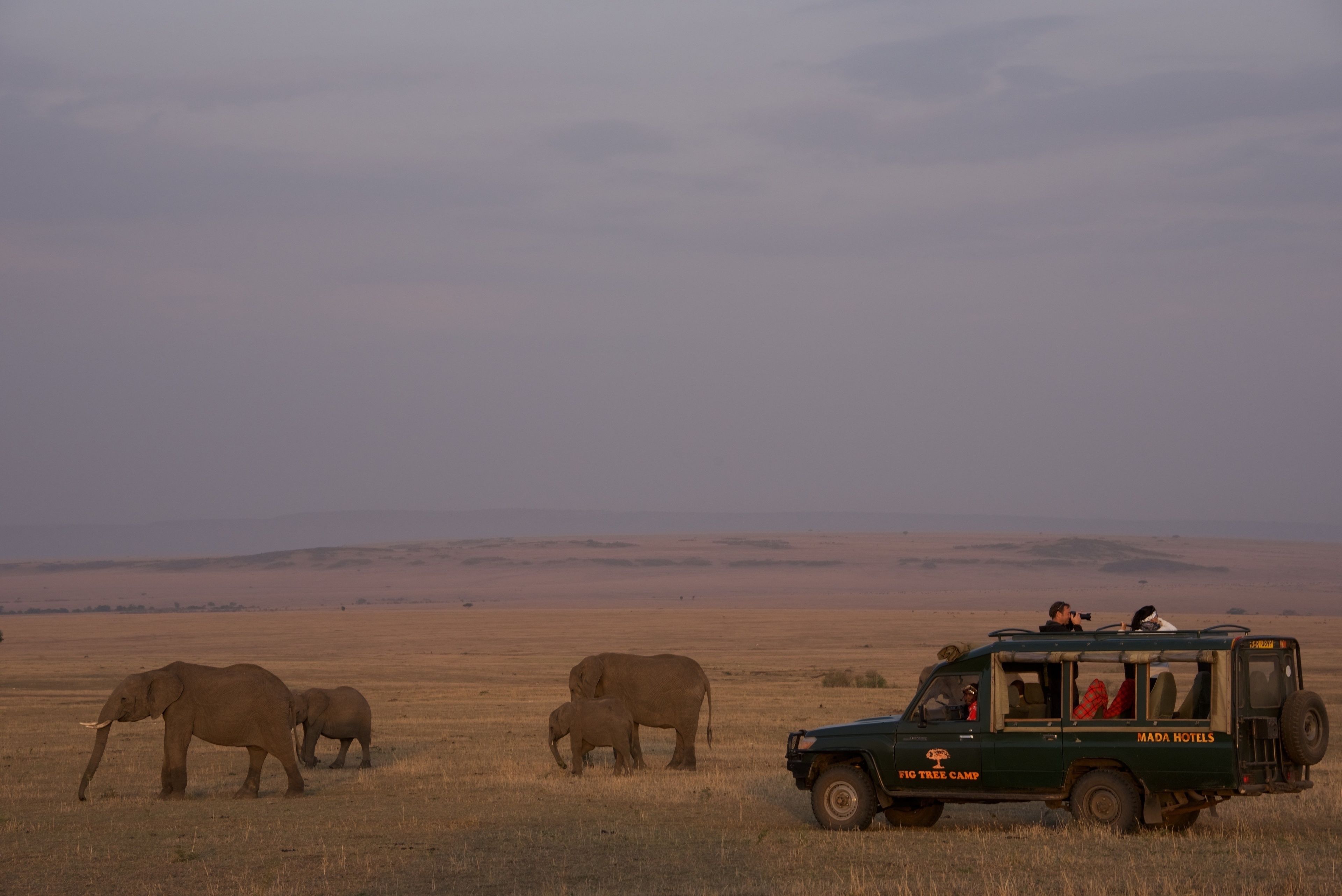 A safari vehicle with passengers observing elephants in a grassy field.