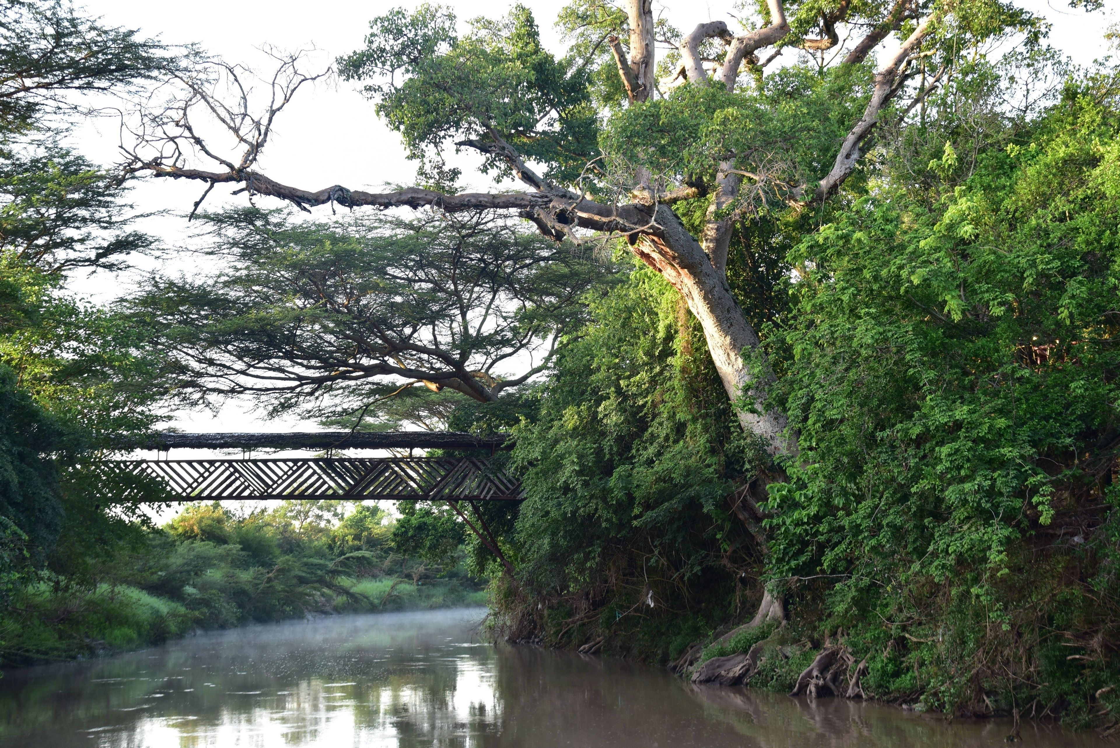 A wooden bridge over a calm river, surrounded by lush greenery and dense foliage.