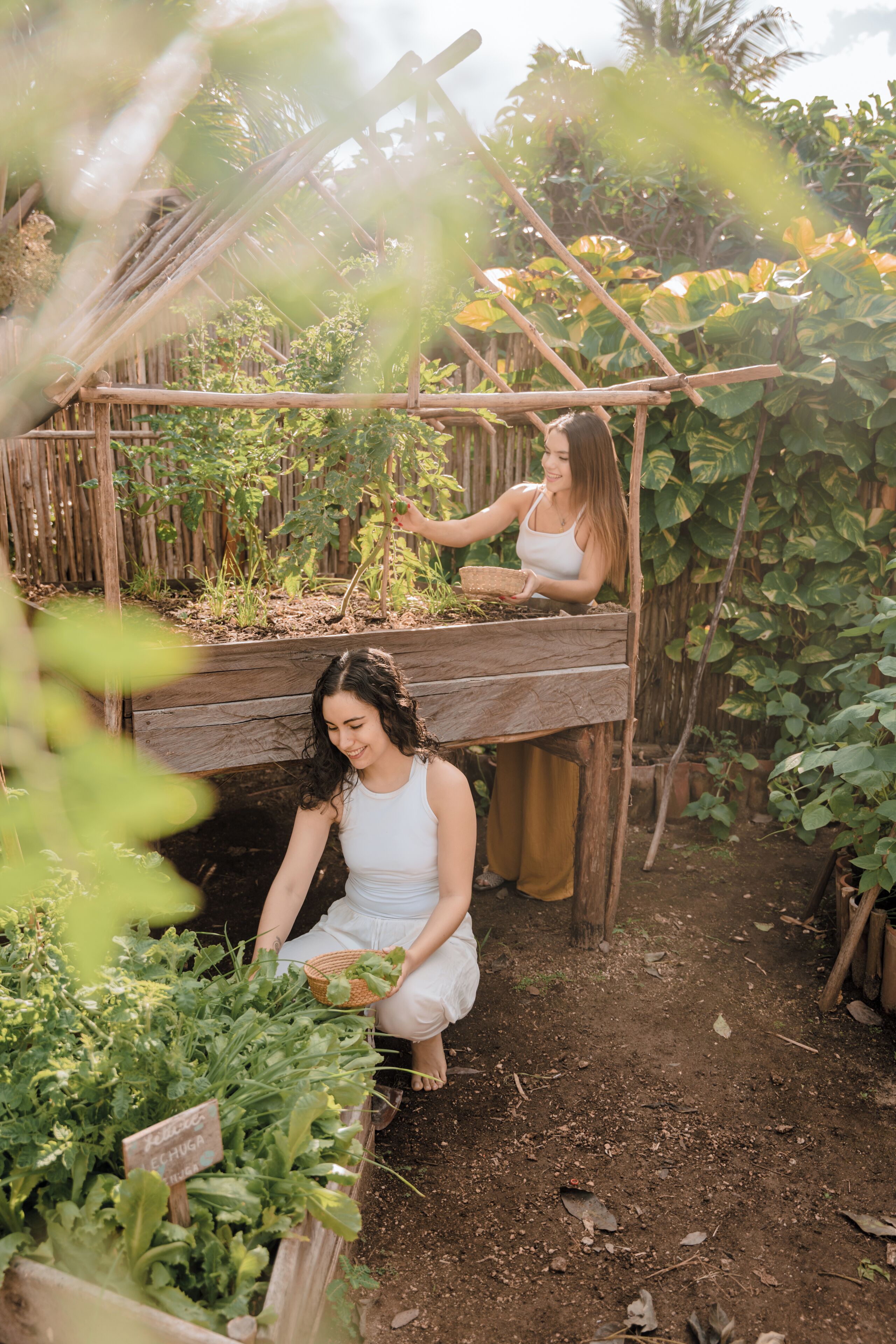 A garden with raised beds and a wooden trellis structure.
