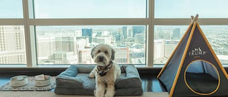 Un chien est assis sur un coussin pour animaux de compagnie de couleur grise, avec une vue sur la ville à travers de grandes fenêtres.