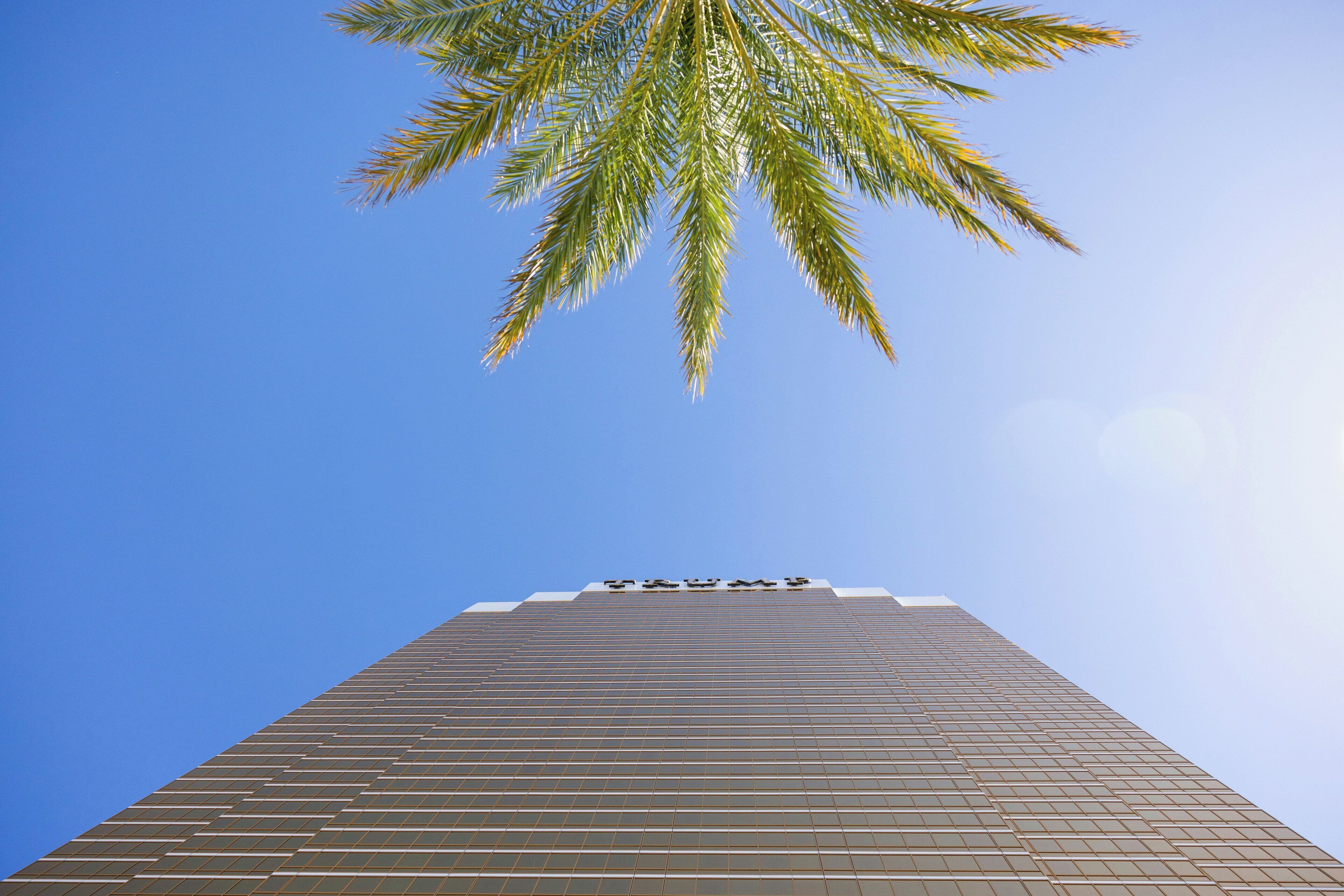 Un edificio alto con un cielo despejado y una palmera al frente.