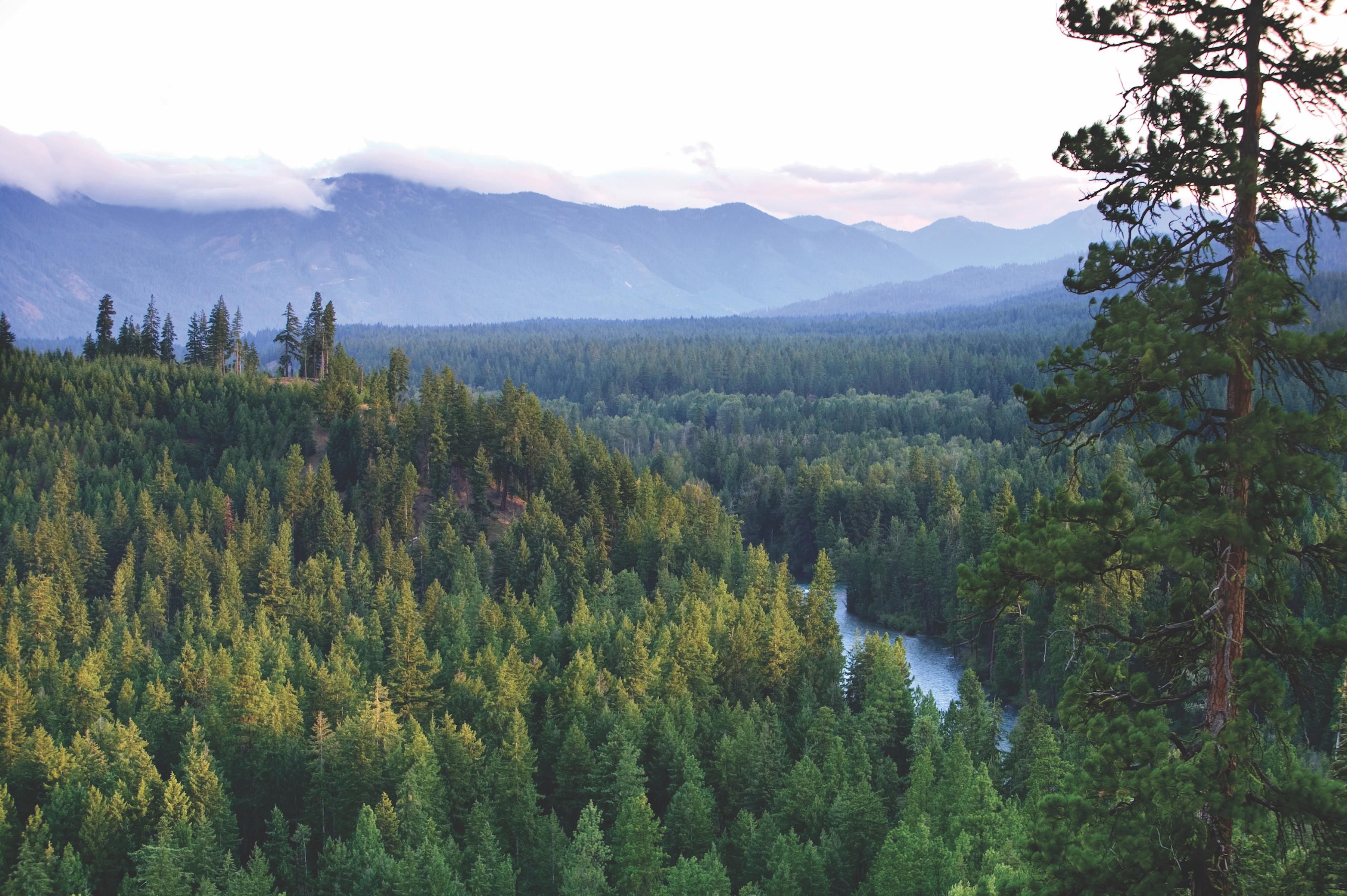 A dense forest with a river, mountains in the background, and a clear sky.