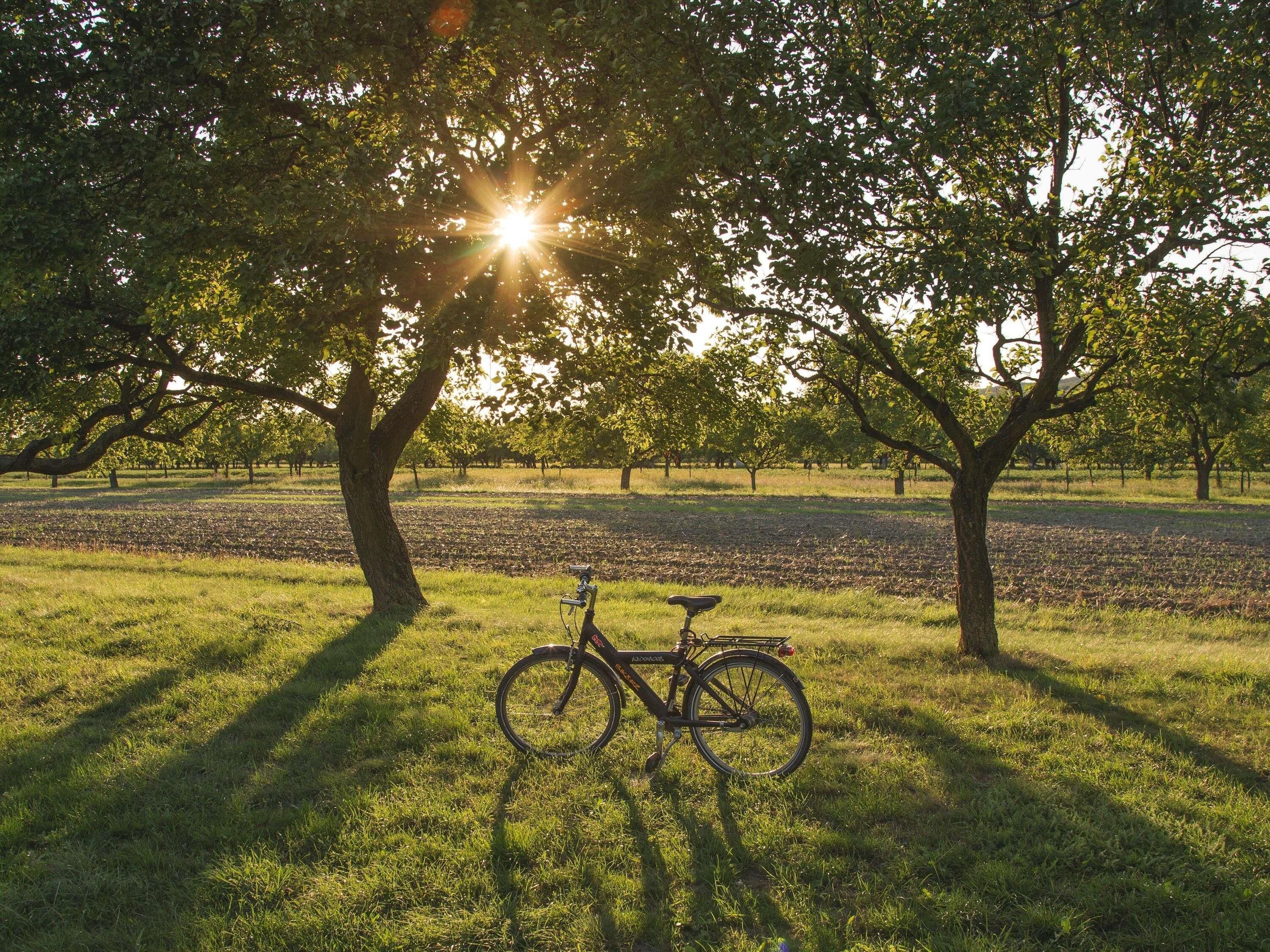 Un vélo est garé sous un arbre, dans un champ herbeux, et la lumière du soleil filtre à travers les feuilles.