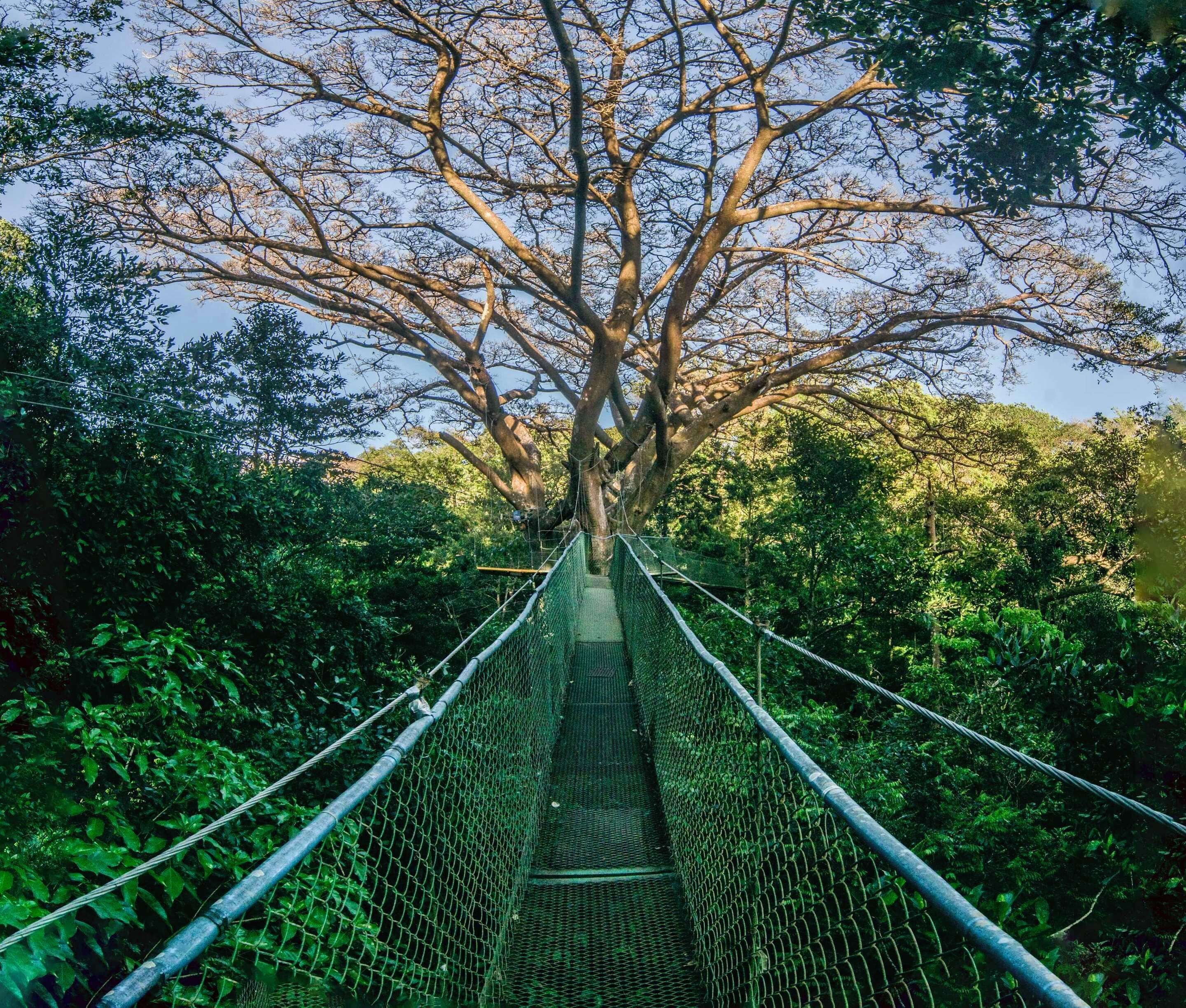 A suspension bridge with a netted walkway surrounded by dense foliage and trees.