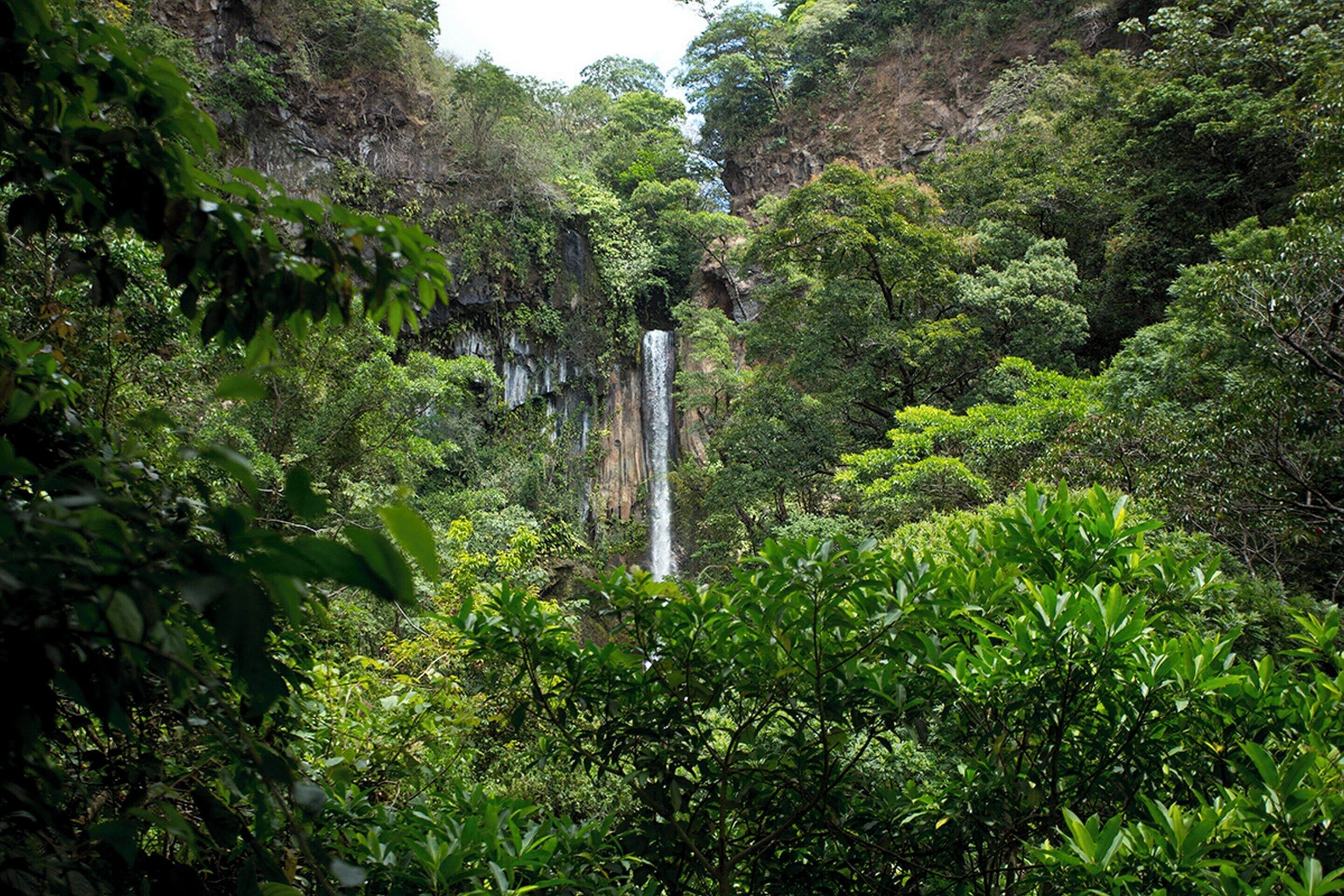 A lush green forest with a waterfall.